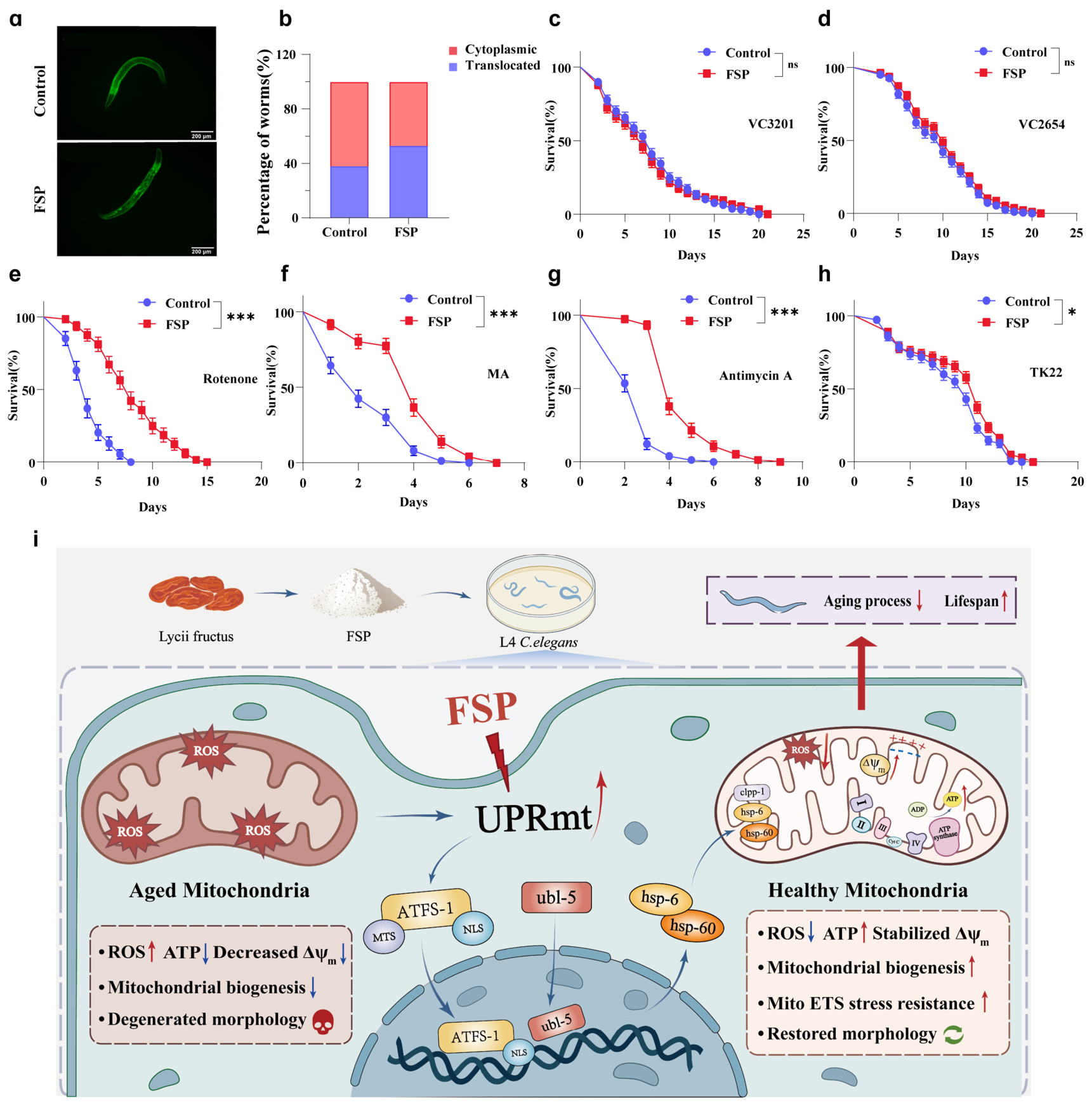 A Purified Lycii Fructus Polysaccharide Fraction Extends