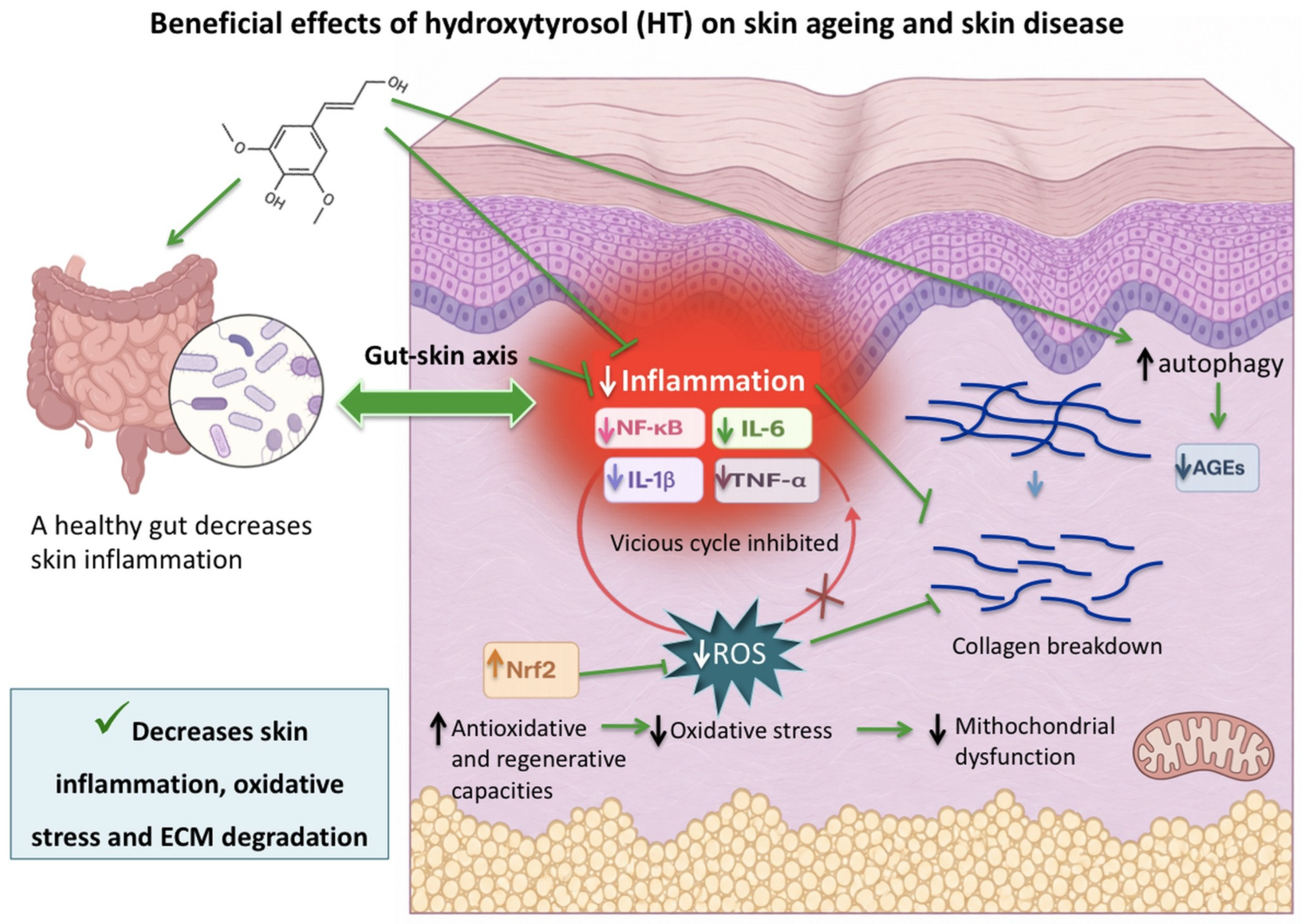 hydroxytyrosol vs glutathione and Olive-Derived Hydroxytyrosol-Rich Products for Skin Health and Prevention of Skin Ageing: Current Evidence and Future Perspectives BESTSELLERS Size:1000 mcg/ml - 10 ml (Pack of 1) ELMNT Liposomal Glutathione Triple