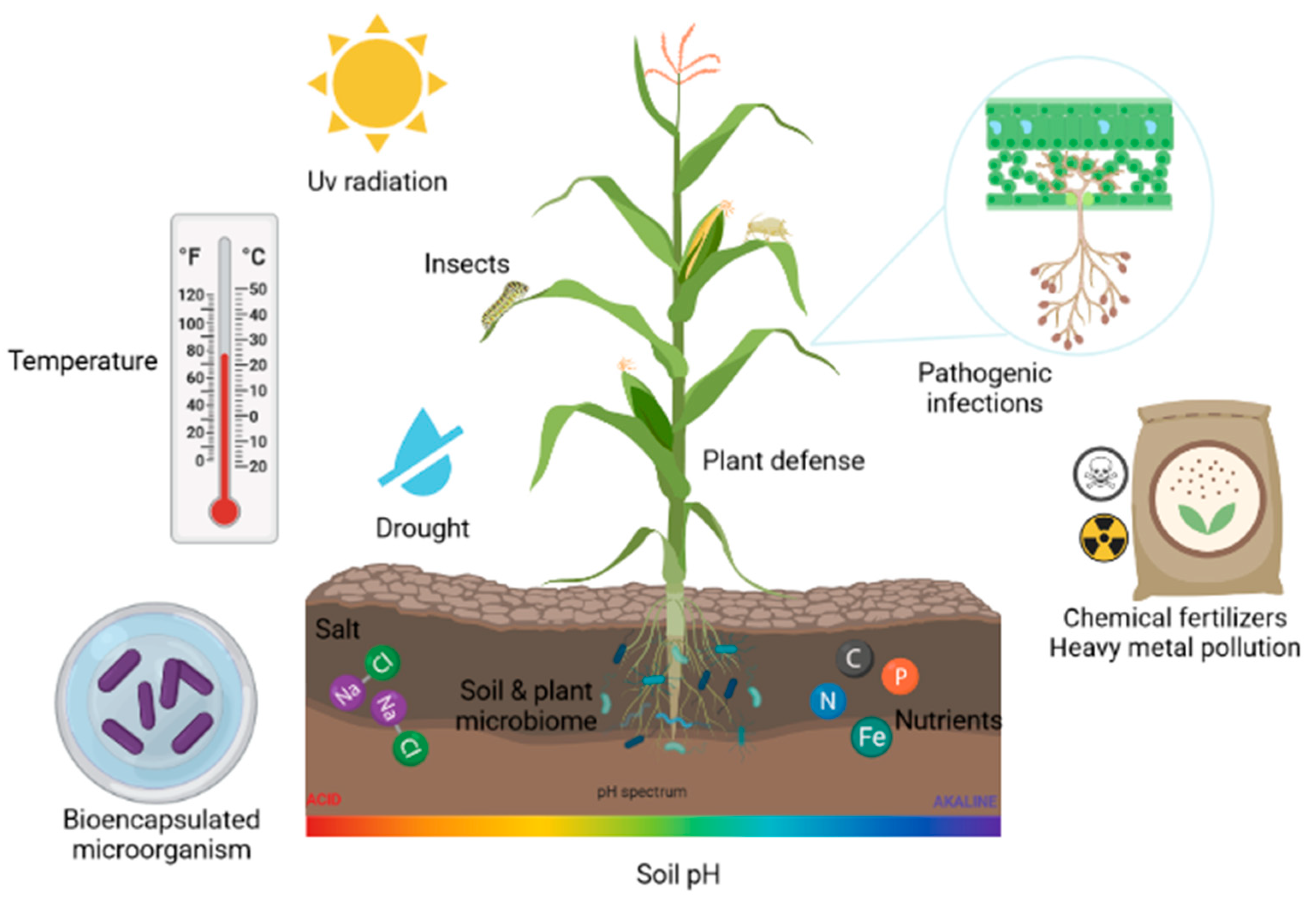 Applied Biosciences Free FullText Bioencapsulation of Microbial
