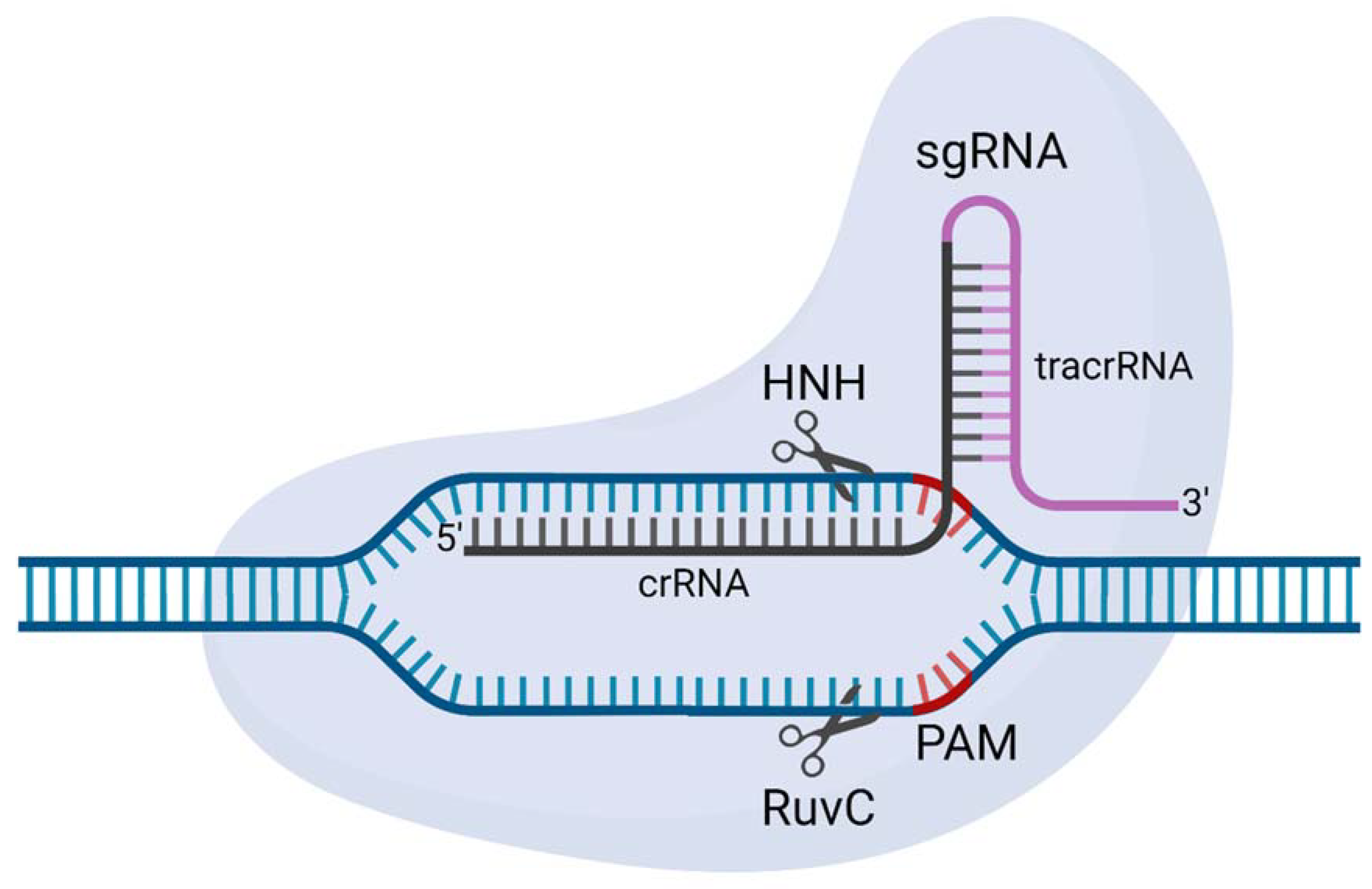 Applbiosci 02 00006 g004 Applbiosci 02 00006 g004