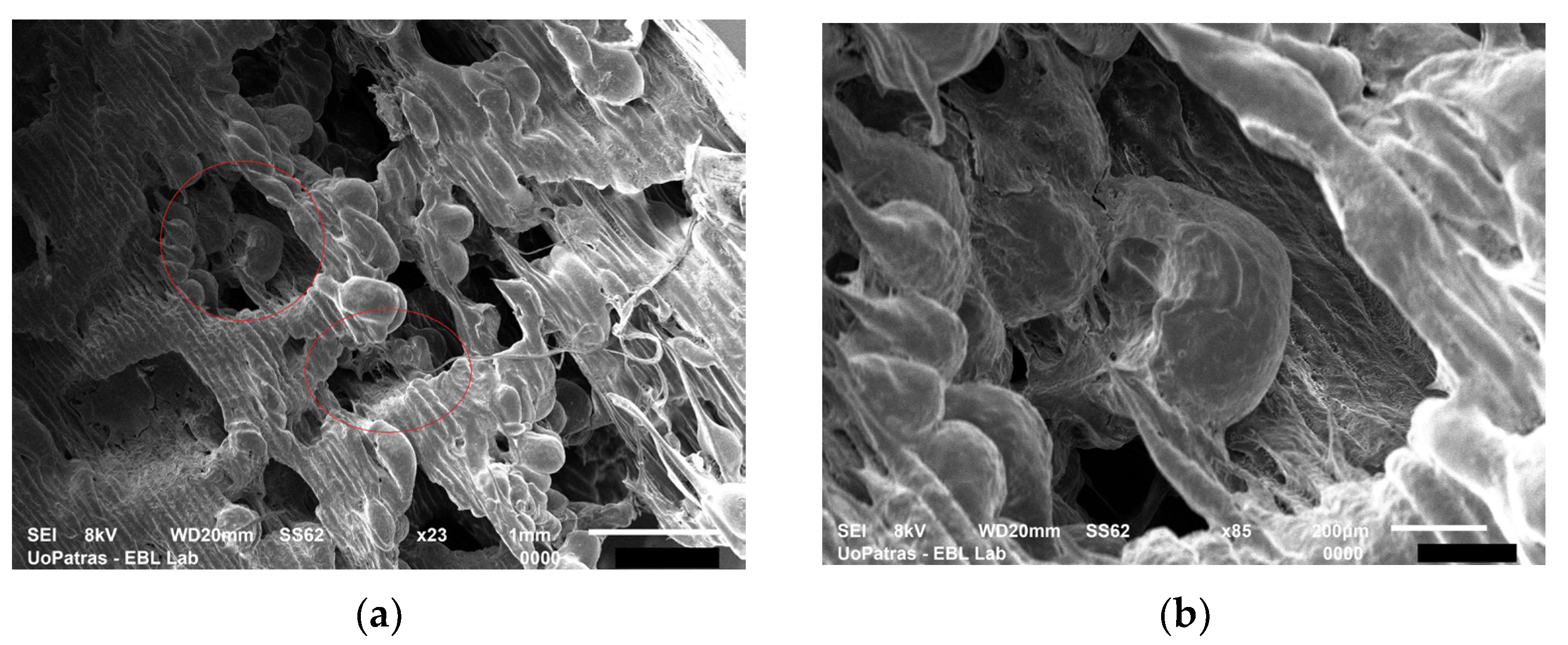 Applbiosci 02 00018 g013a