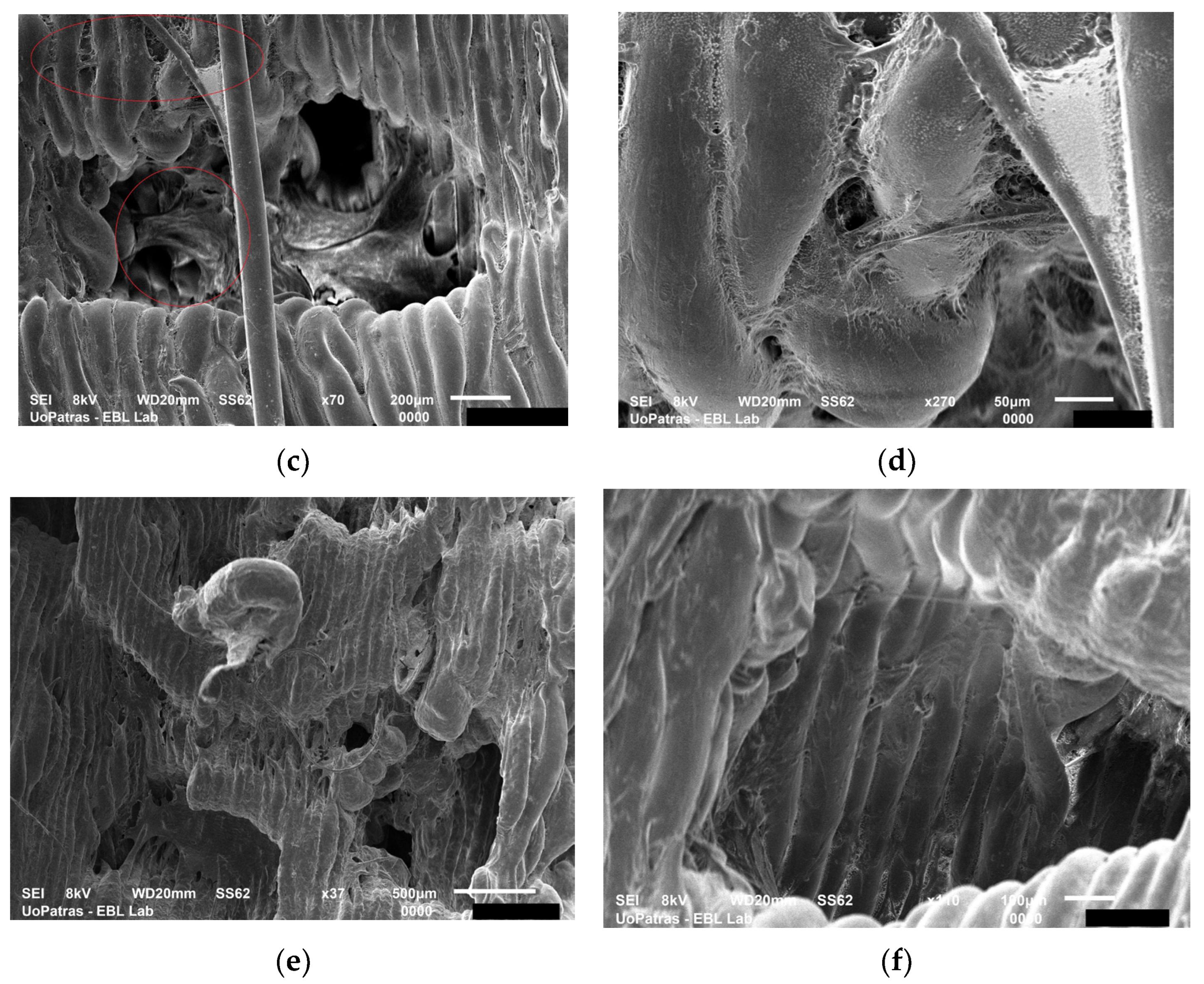 Applbiosci 02 00018 g013b
