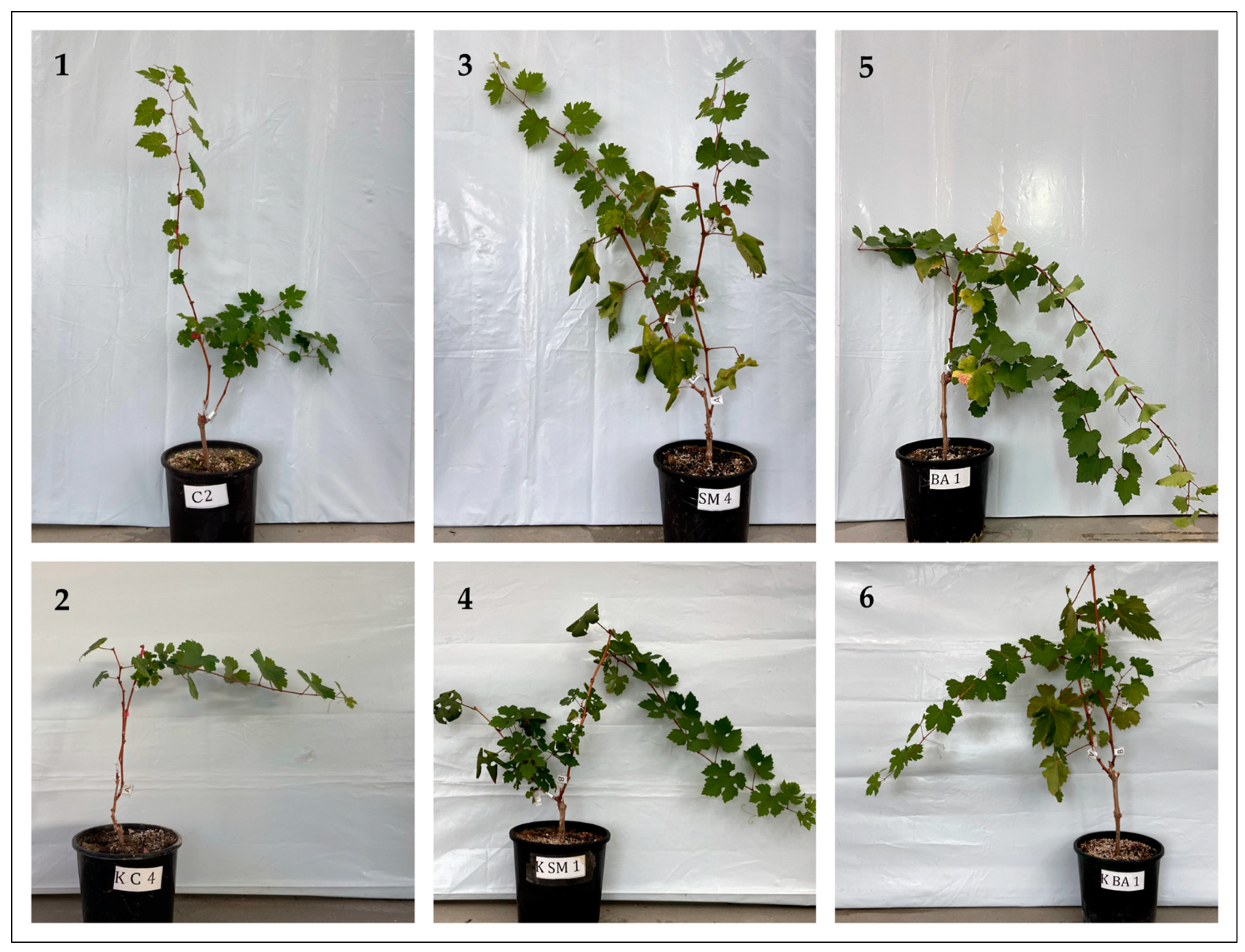 Applbiosci 03 00010 g001