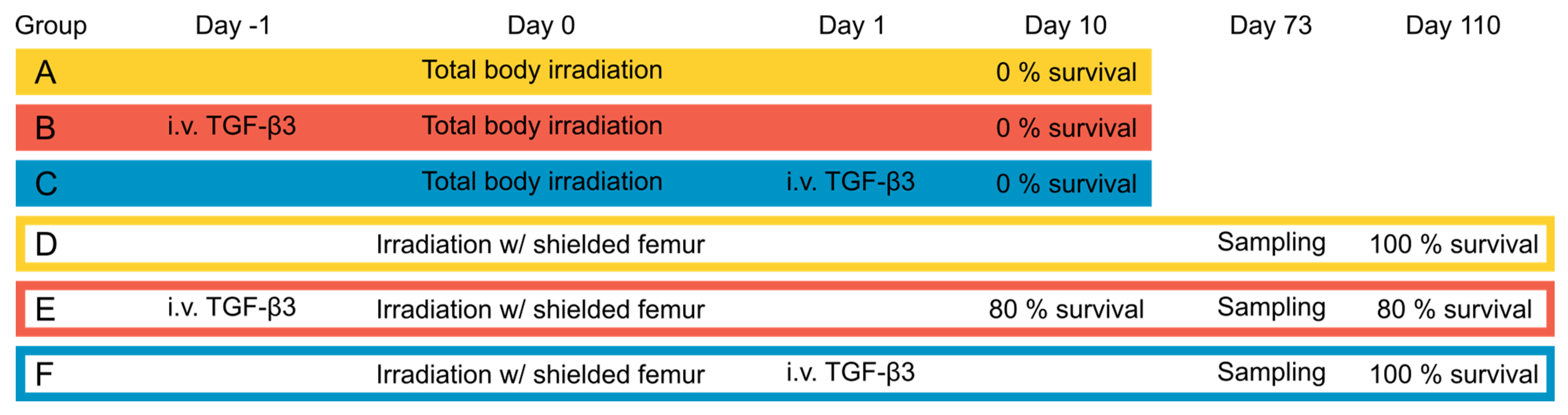Effects of Bone Marrow Sparing and TGF-β3 Treatment in Total