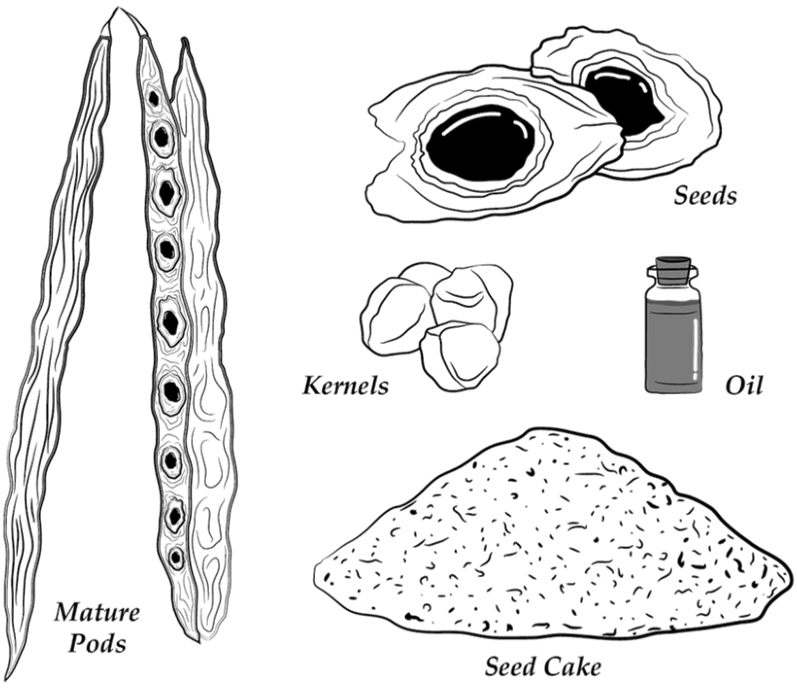 Fruit Loop: Ripe in Black Current Fruit Loop: Ripe in Black Current