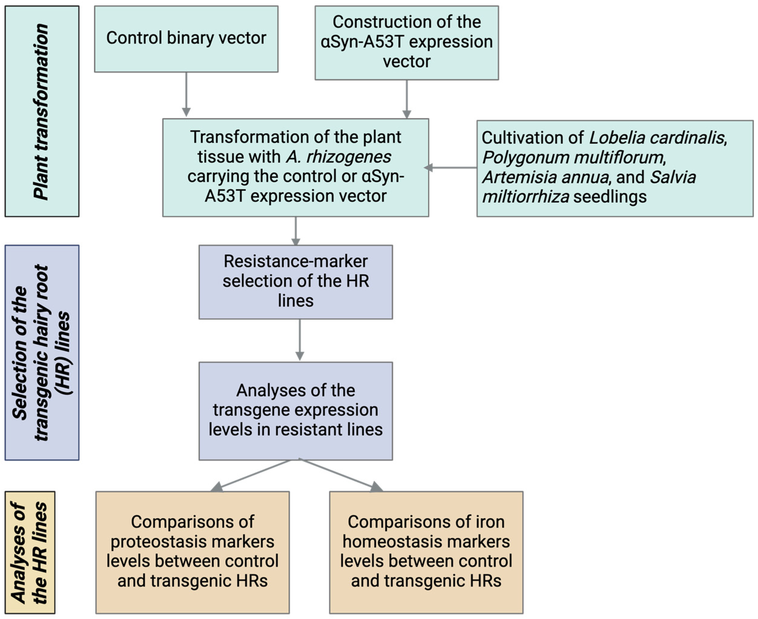 A Plant Model of α-Synucleinopathy: Expression of α