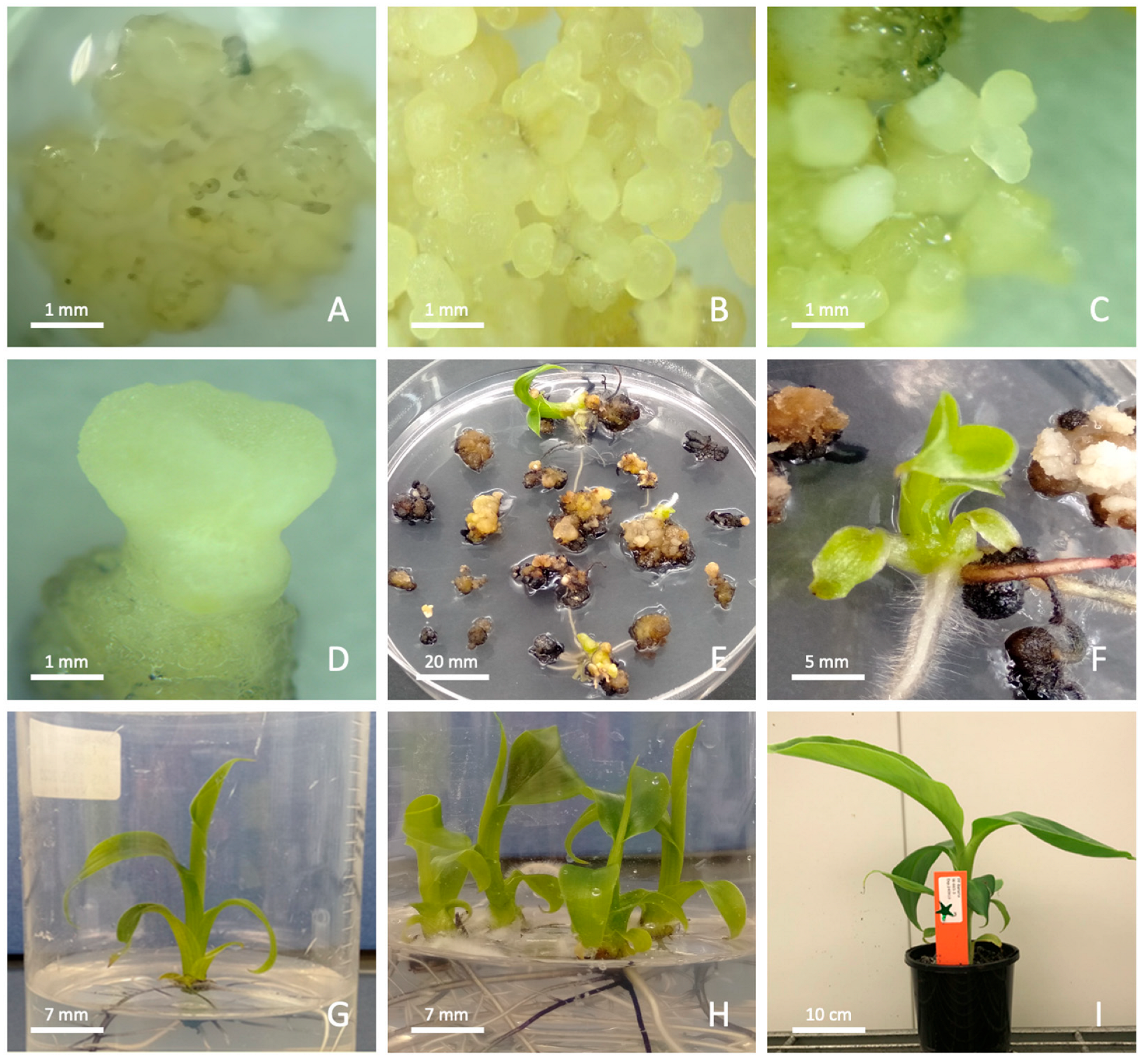 Applbiosci 04 00042 g003 Applbiosci 04 00042 g003