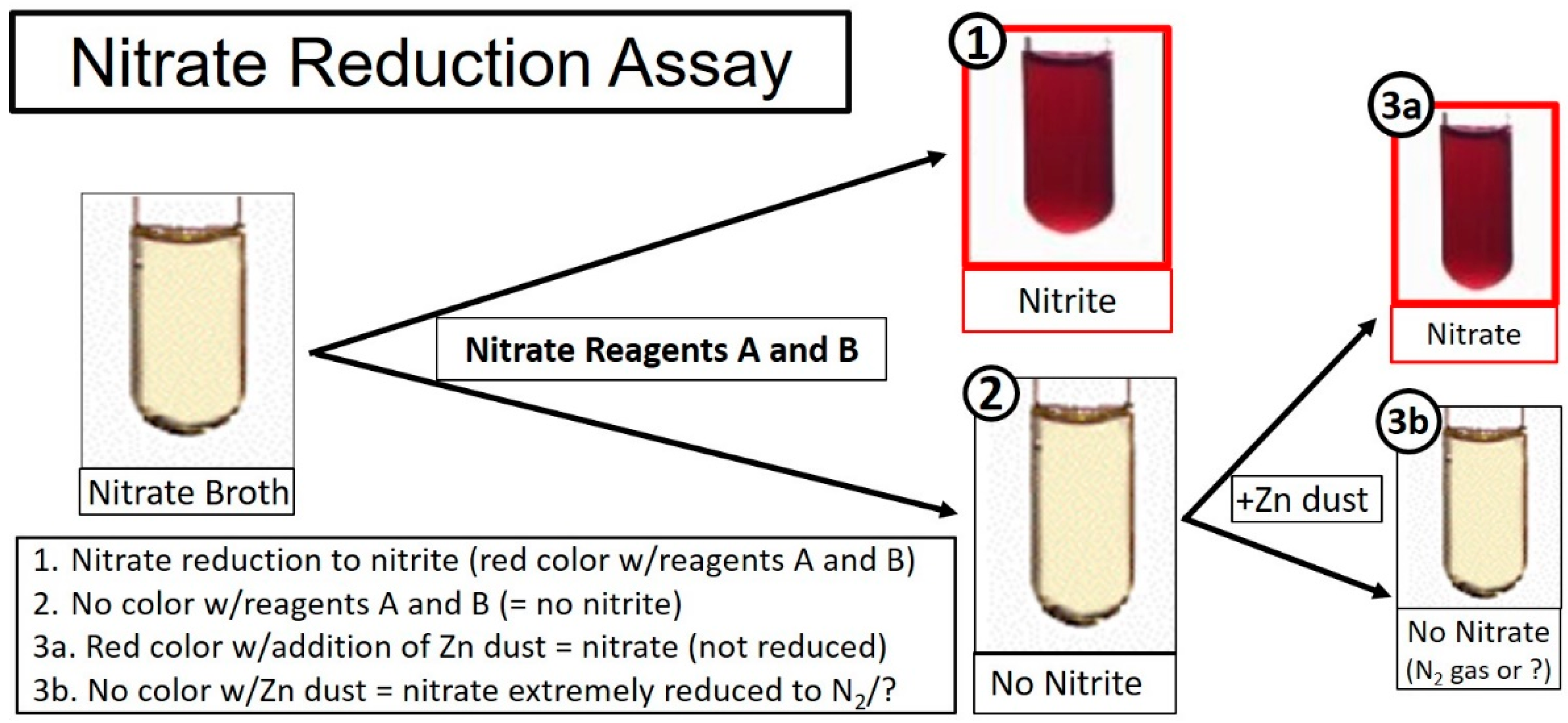 Applied Microbiology | Free Full-Text | Isolation and Characterization