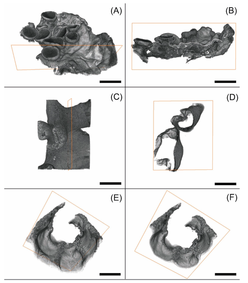 Applmicrobiol 01 00015 g001
