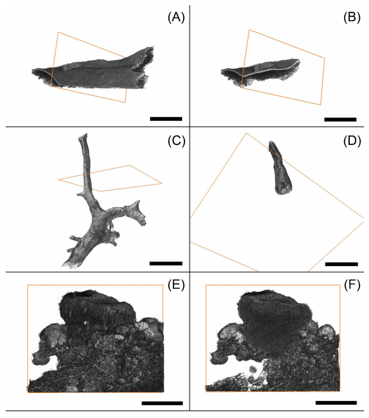 Applmicrobiol 01 00015 g002