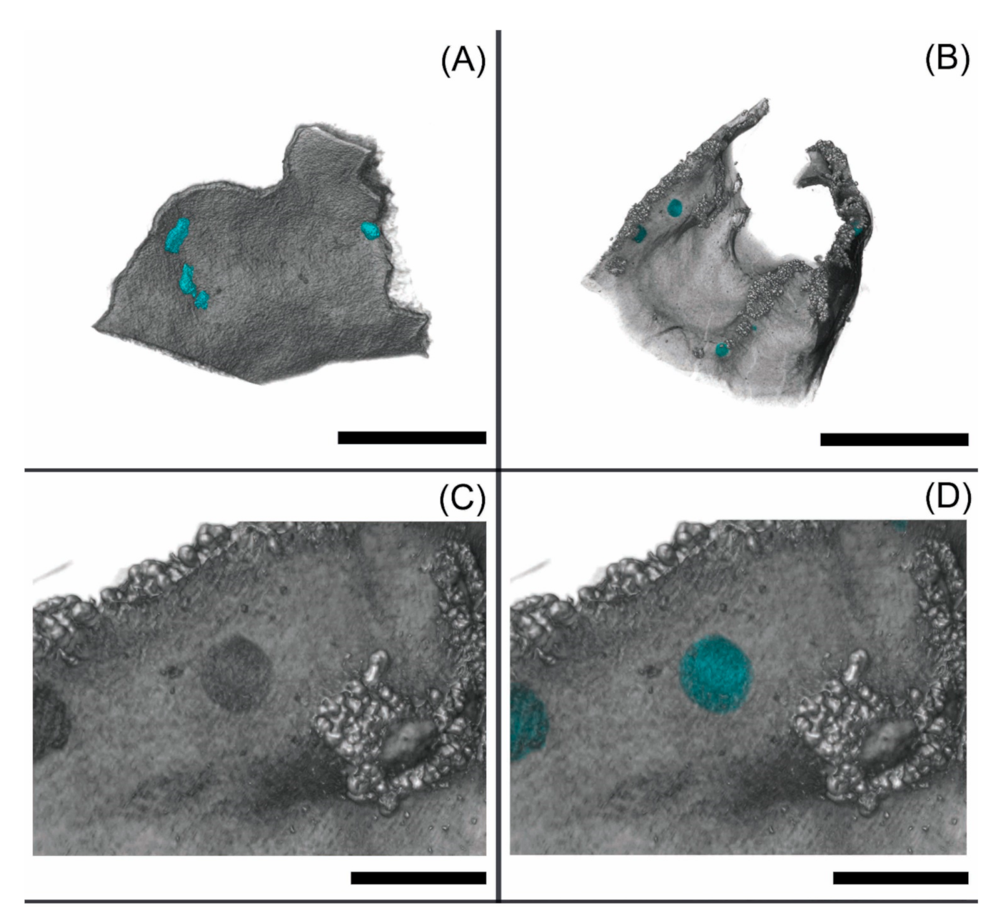 Applmicrobiol 01 00015 g004