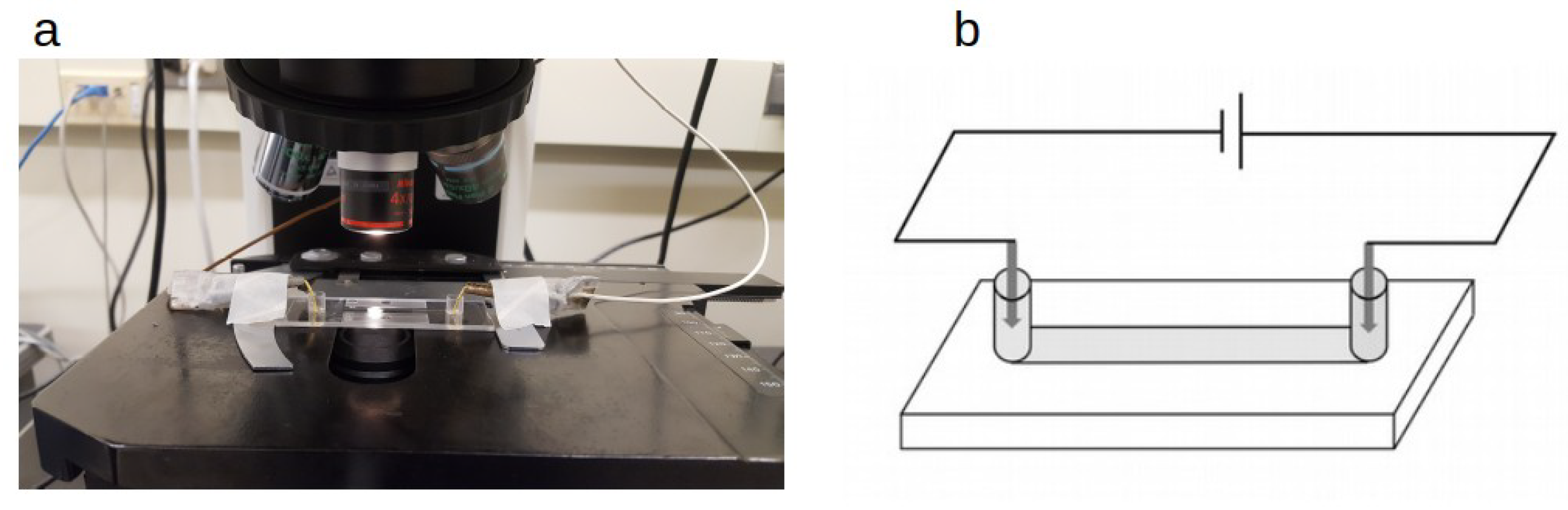 Applmicrobiol 01 00019 g001