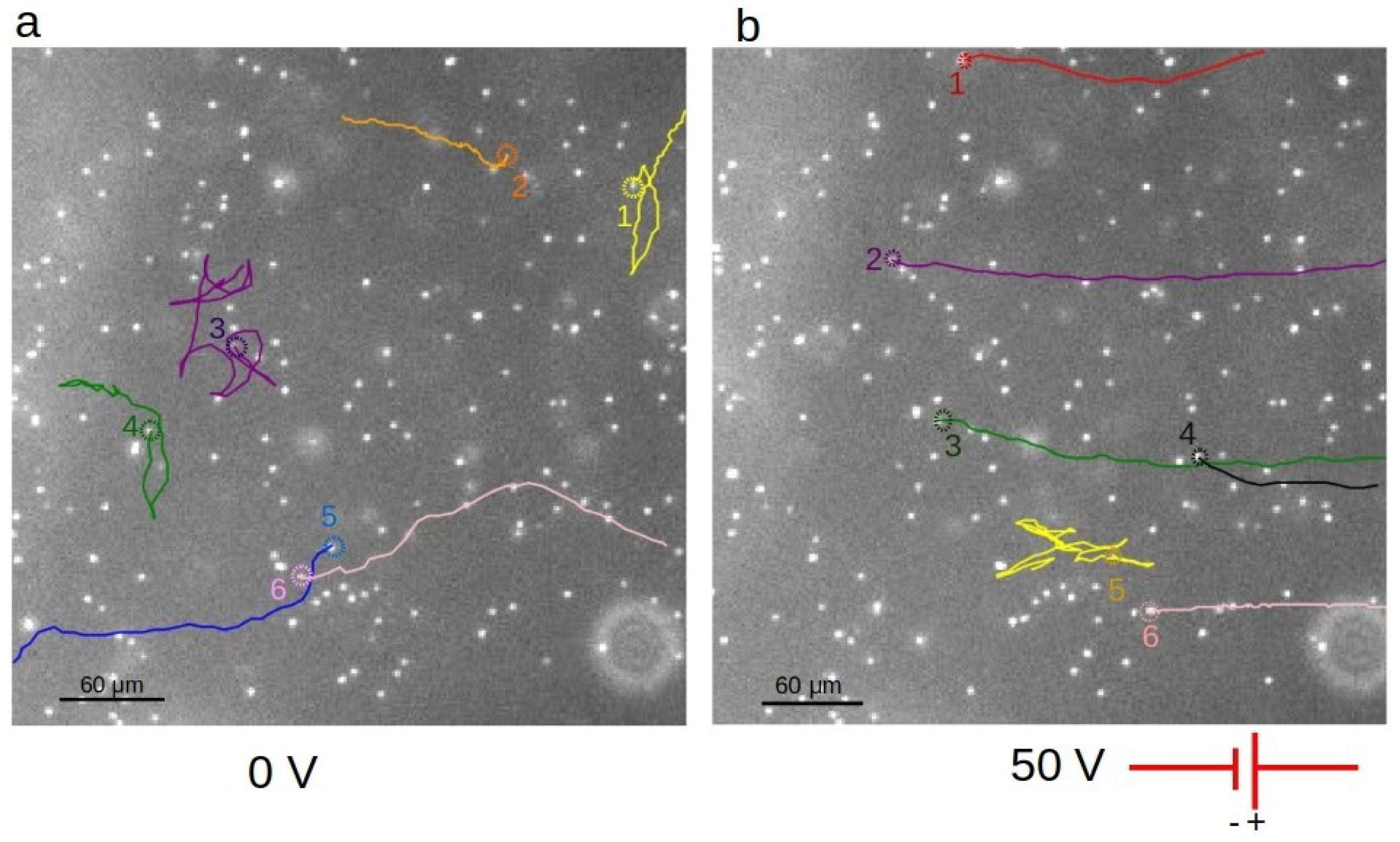 Applmicrobiol 01 00019 g002