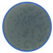 Applmicrobiol 01 00021 i009