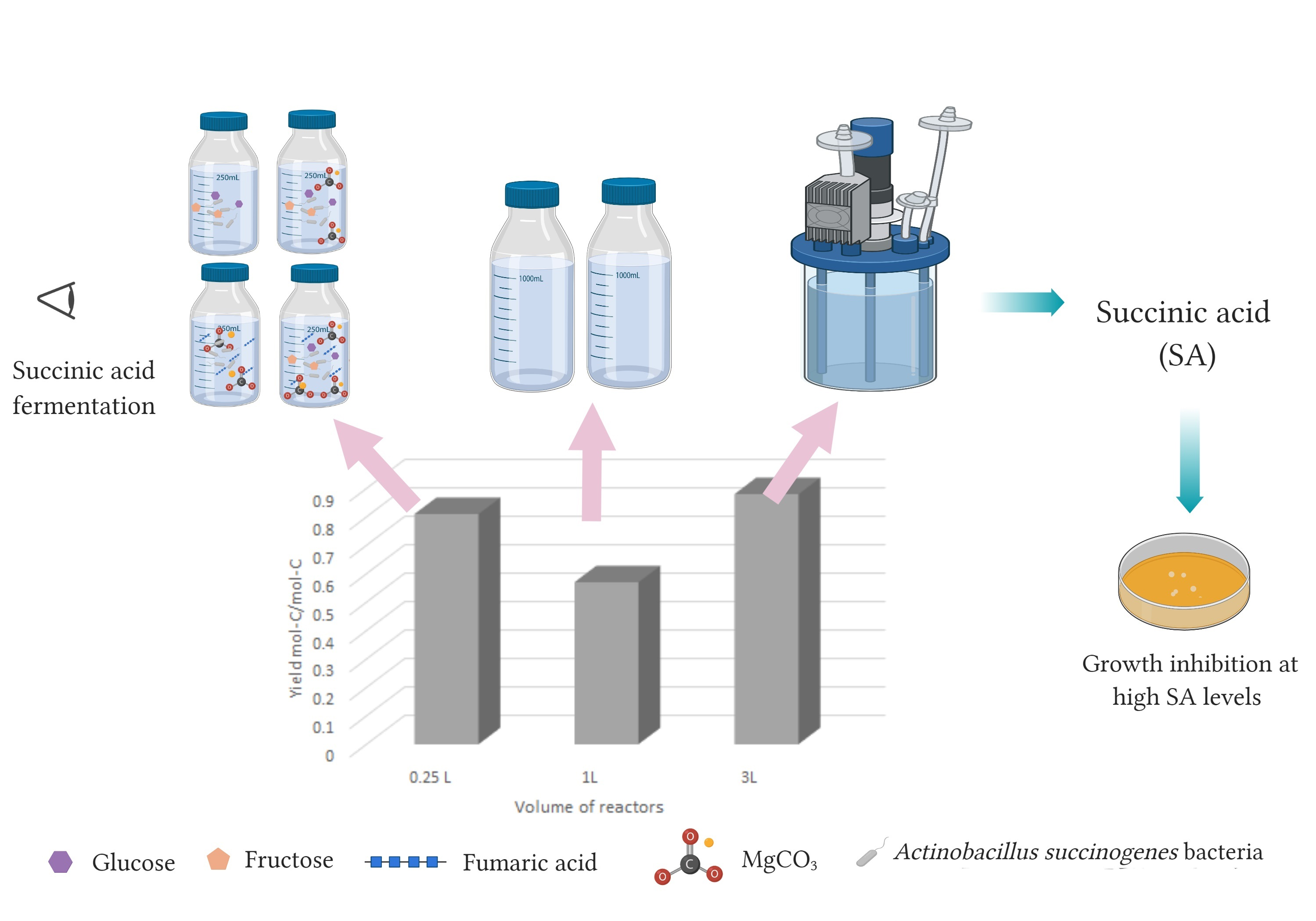 Applied Microbiology Free Full Text Well Knowledge Of The Physiology Of Actinobacillus Succinogenes To Improve Succinic Acid Production Html