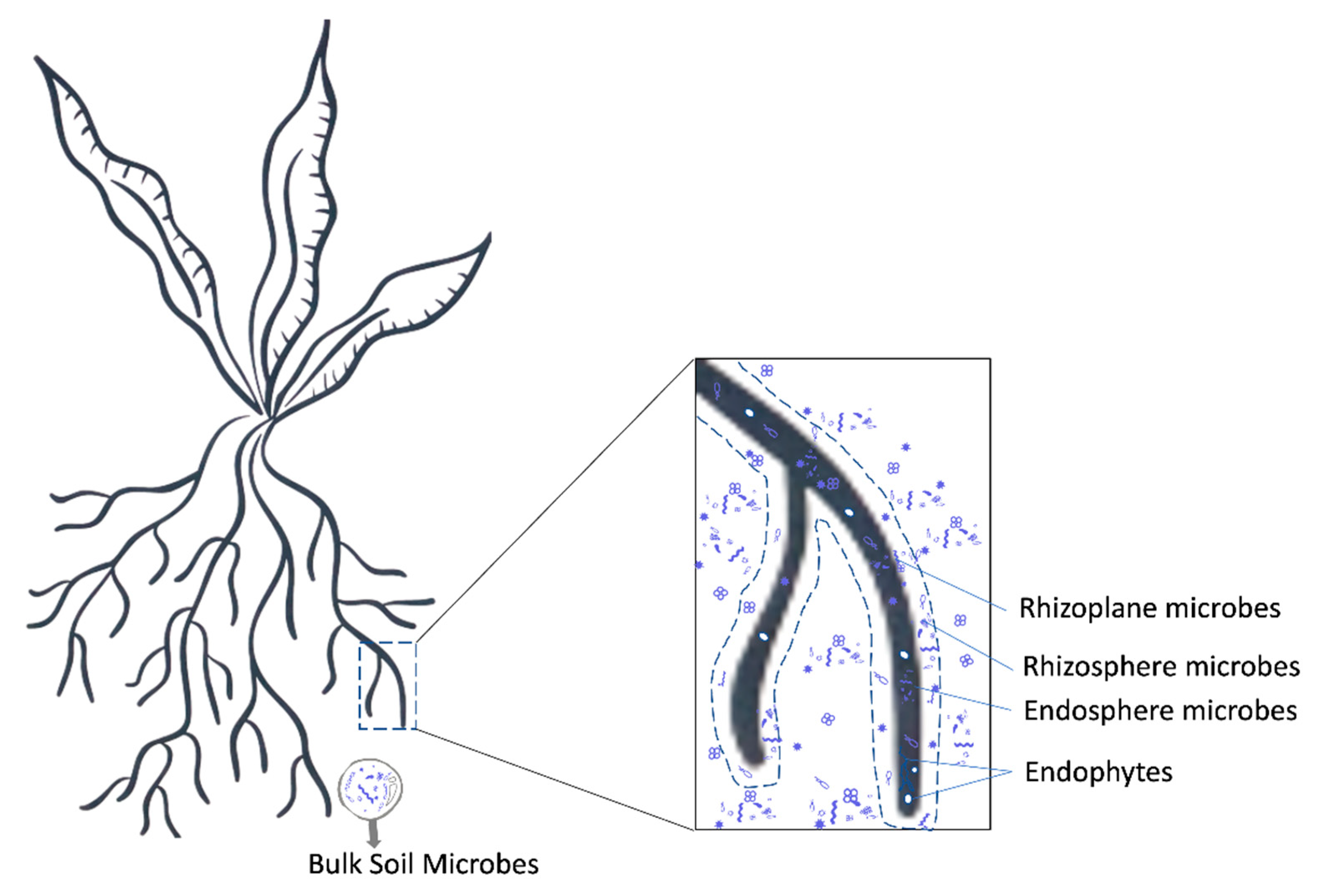 Applmicrobiol 01 00023 g002 Applmicrobiol 01 00023 g002