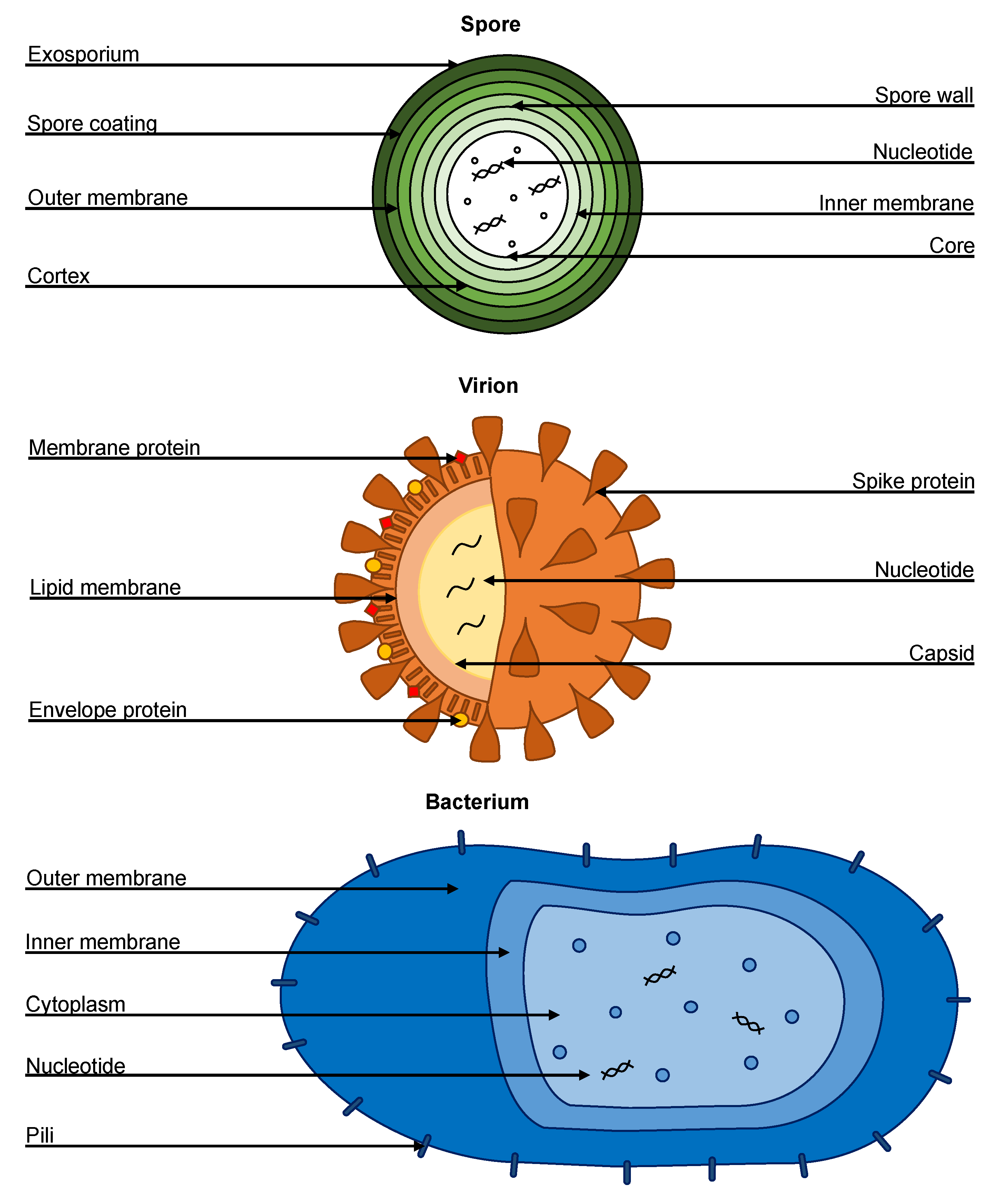Applmicrobiol 01 00035 g006