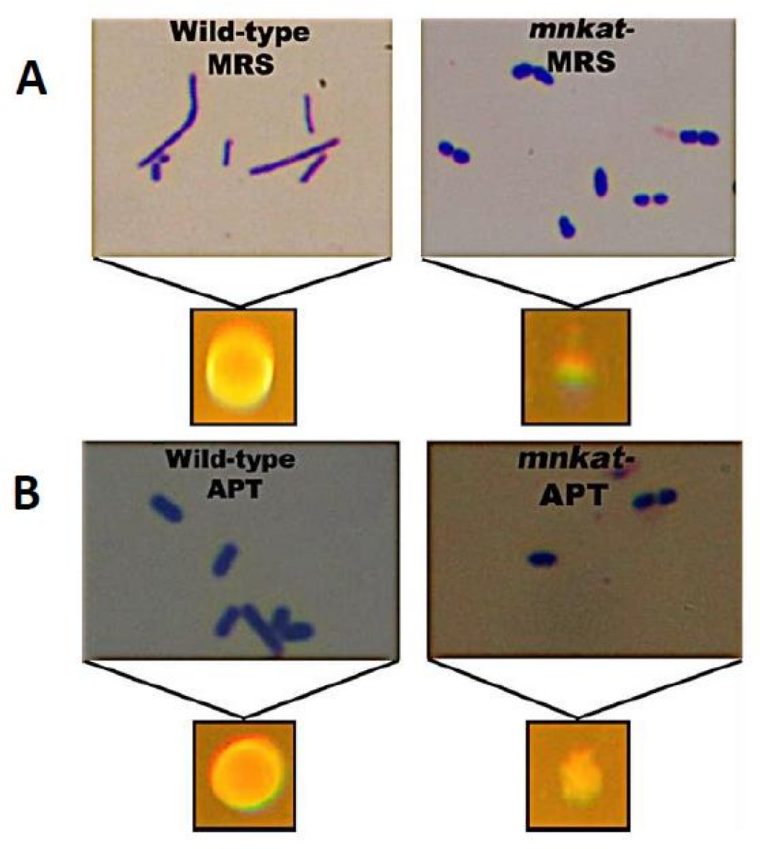 Applmicrobiol 01 00040 g004 Applmicrobiol 01 00040 g004