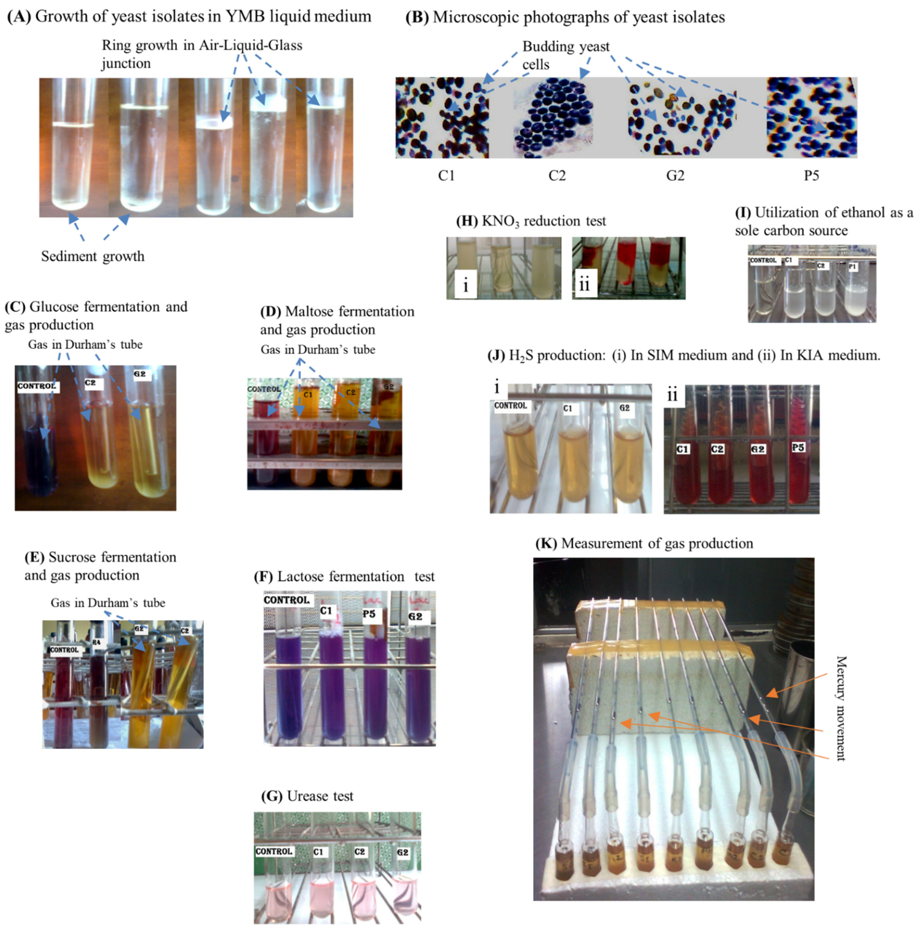 Applmicrobiol 02 00040 g0a1