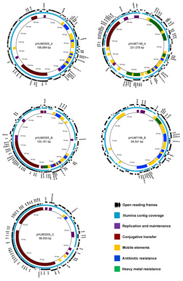Globally Disseminated Multidrug Resistance Plasmids Revealed by ...