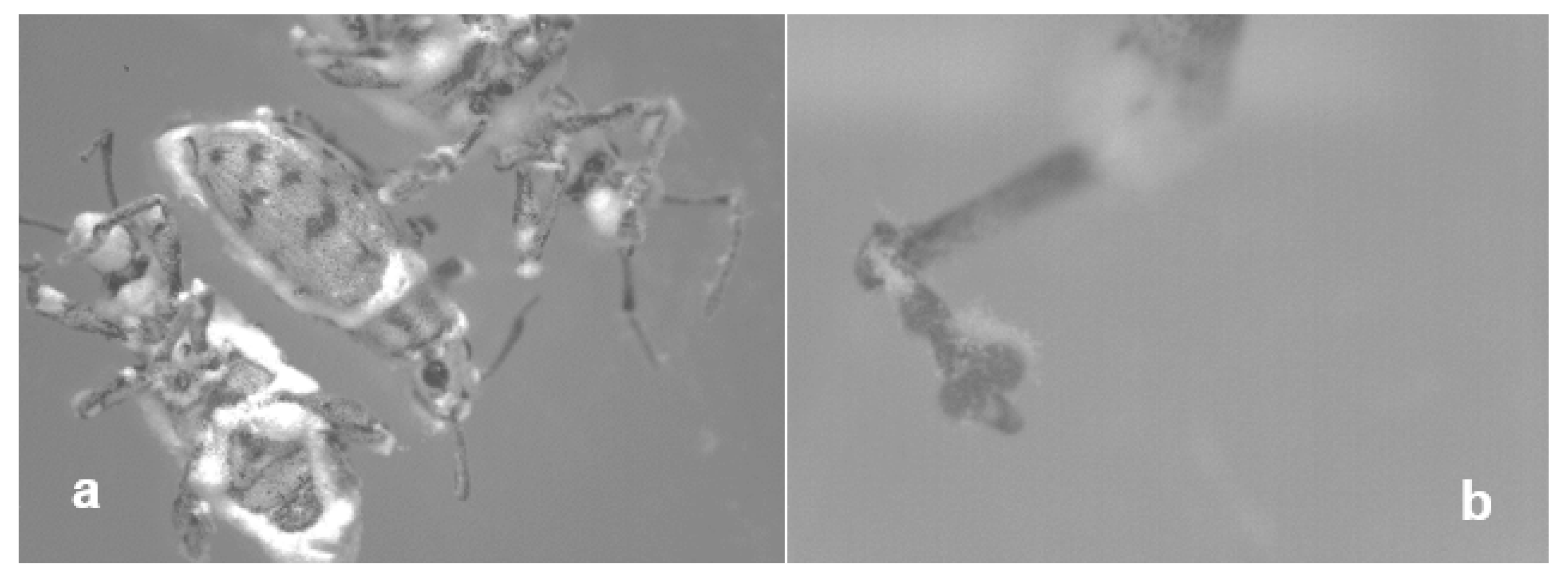 Applmicrobiol 03 00027 g005 Applmicrobiol 03 00027 g005