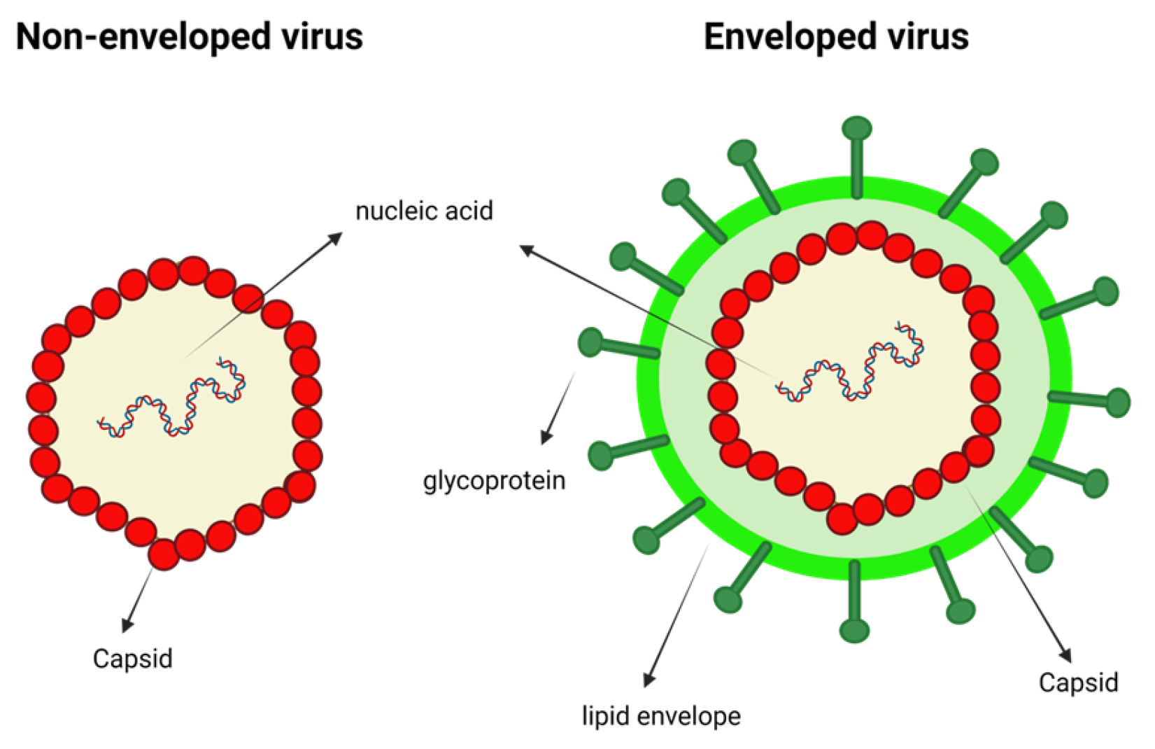 Applied Microbiology Free FullText Yeast and Viruslike Particles