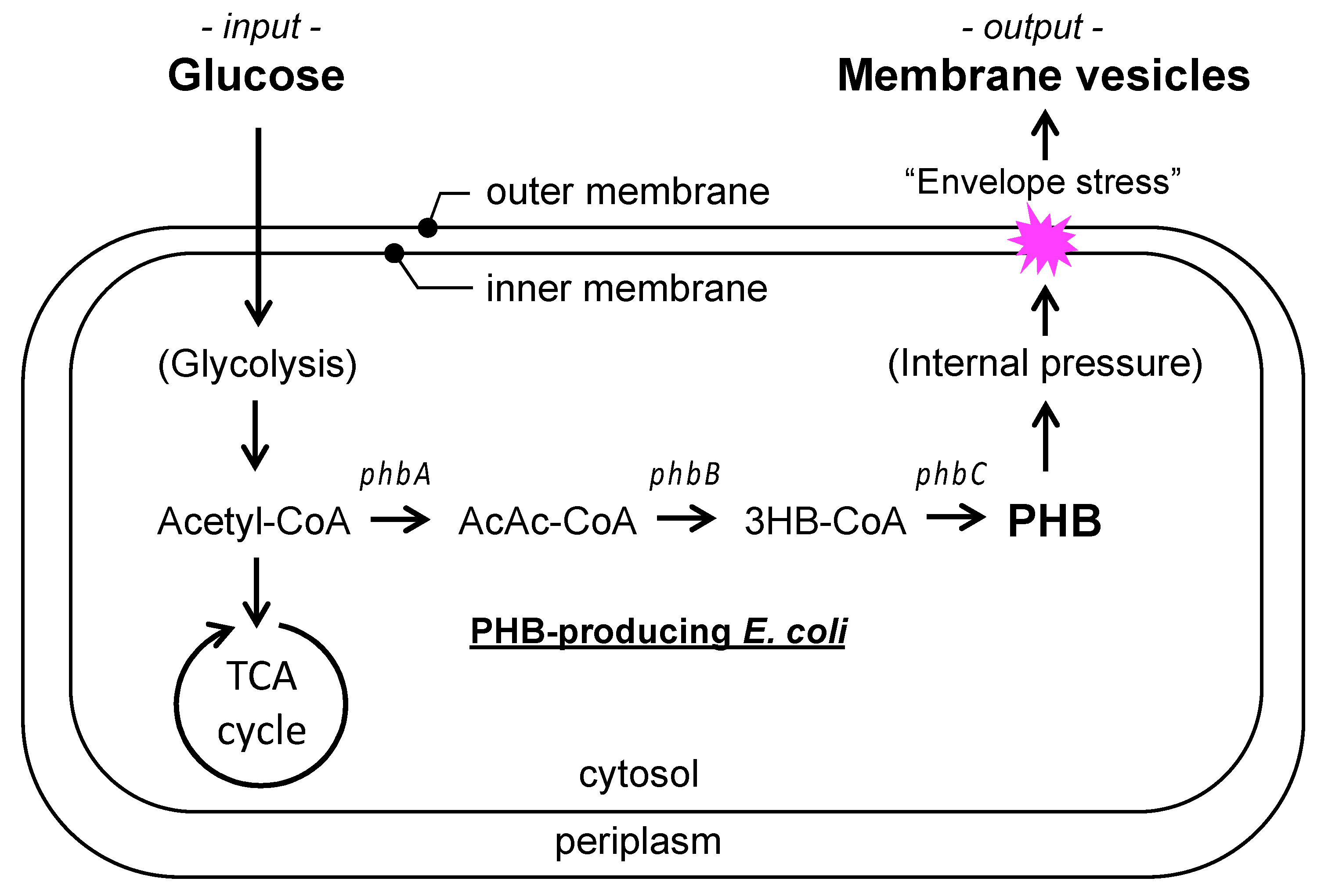 Applmicrobiol 03 00070 g001