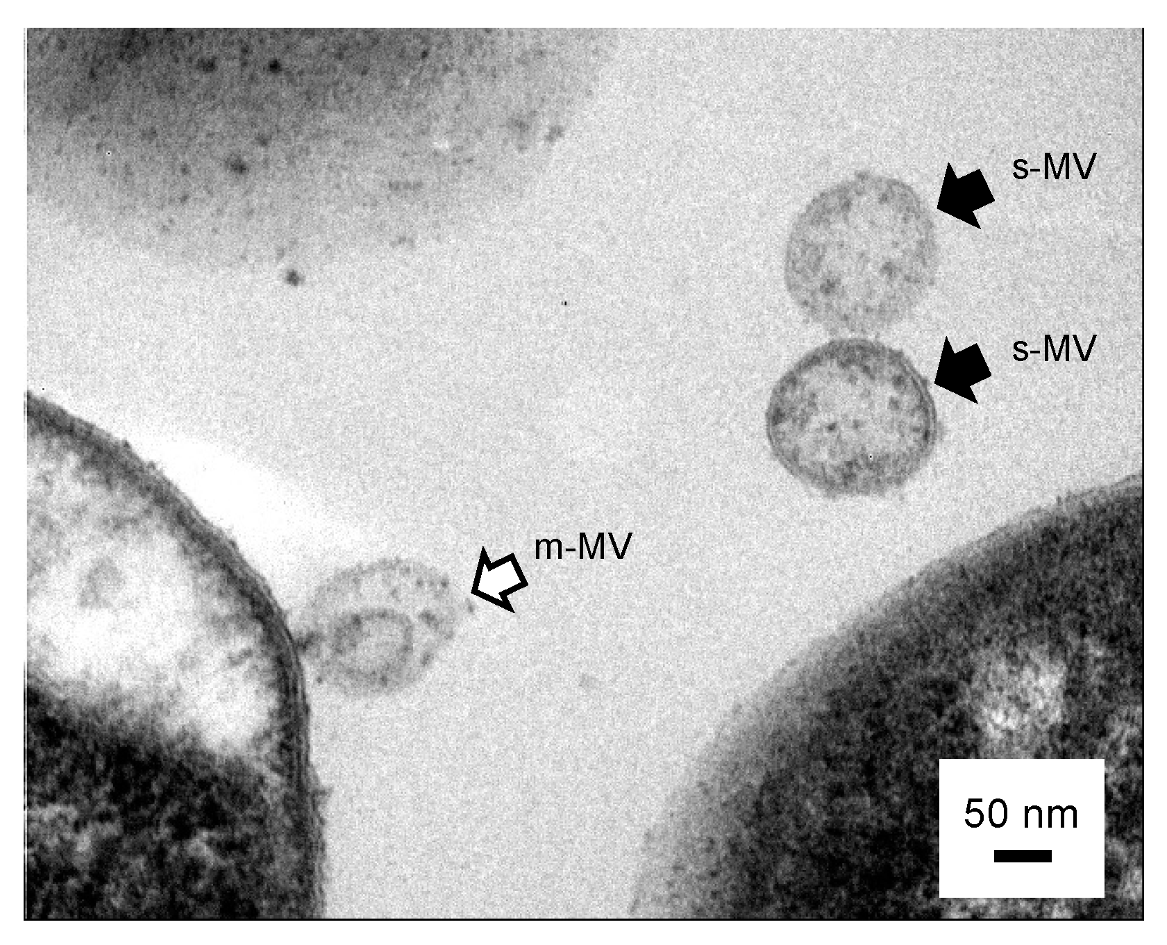 Applmicrobiol 03 00070 g002