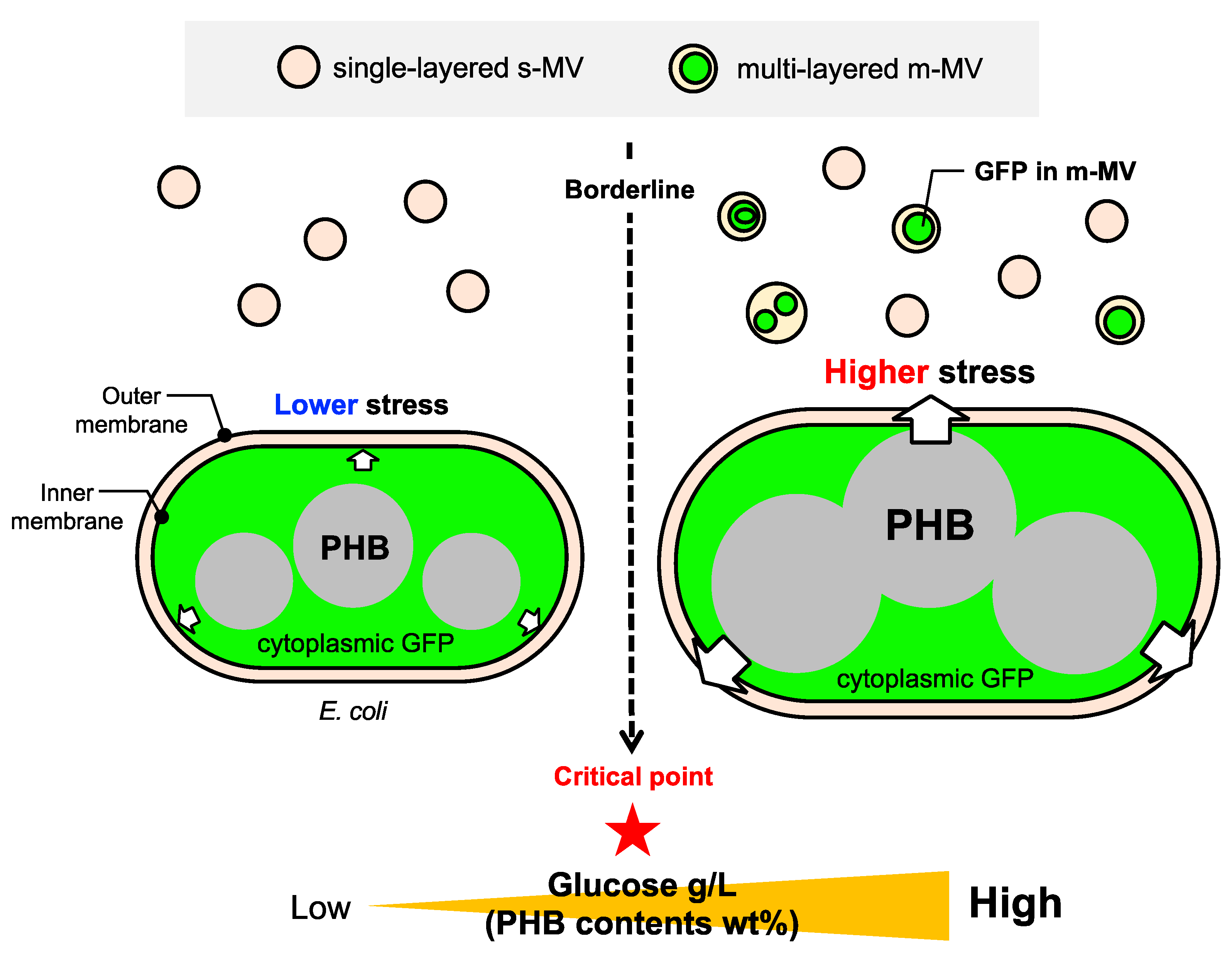 Applmicrobiol 03 00070 g006