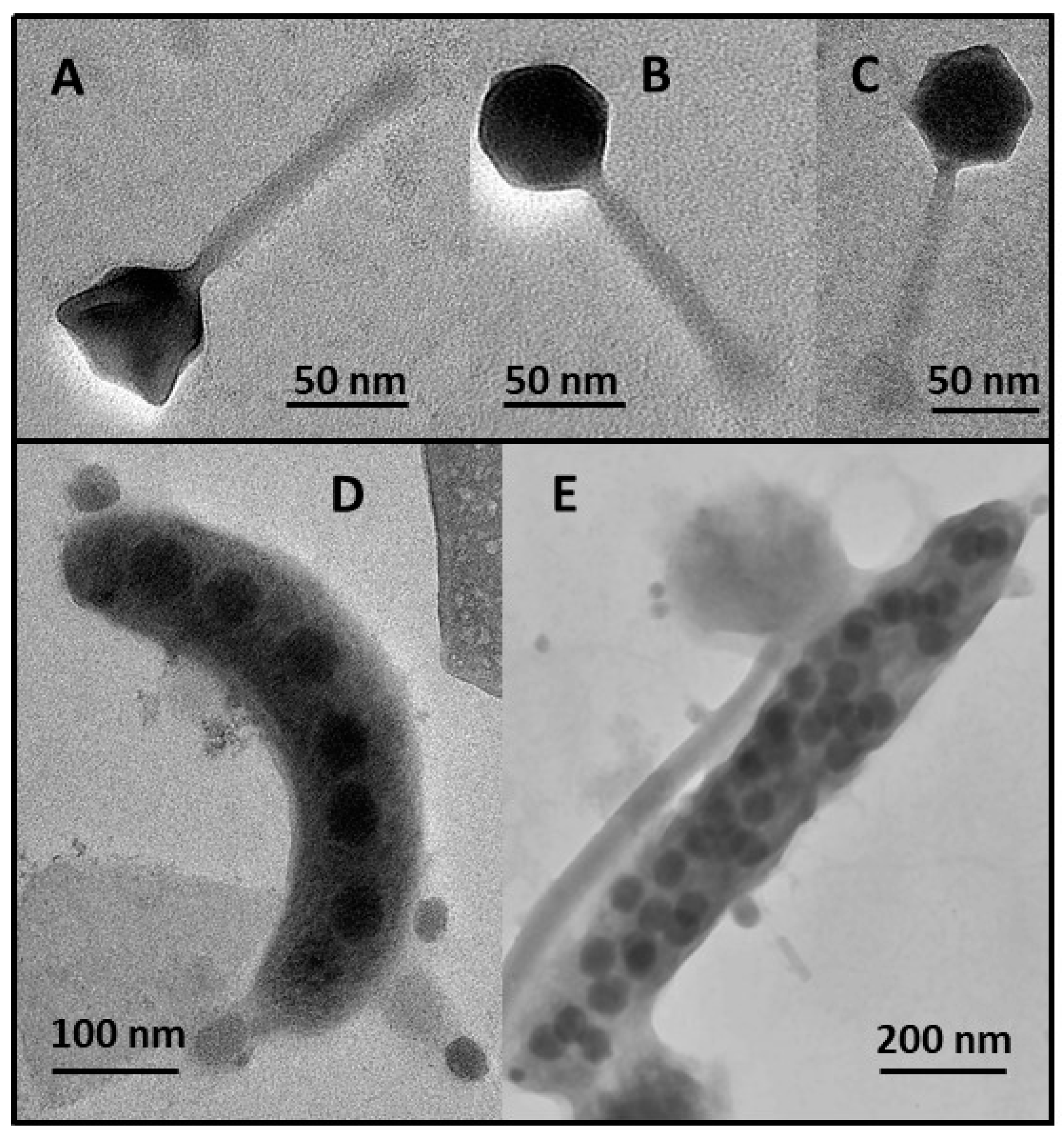 Applmicrobiol 03 00095 g005 Applmicrobiol 03 00095 g005