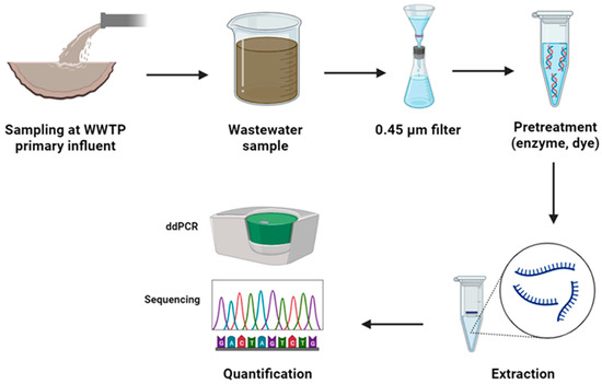 Advances in Pretreatment Methods for Free Nucleic Acid Removal in Wastewater Samples: Enhancing Accuracy in Pathogenic Detection and Future Directions