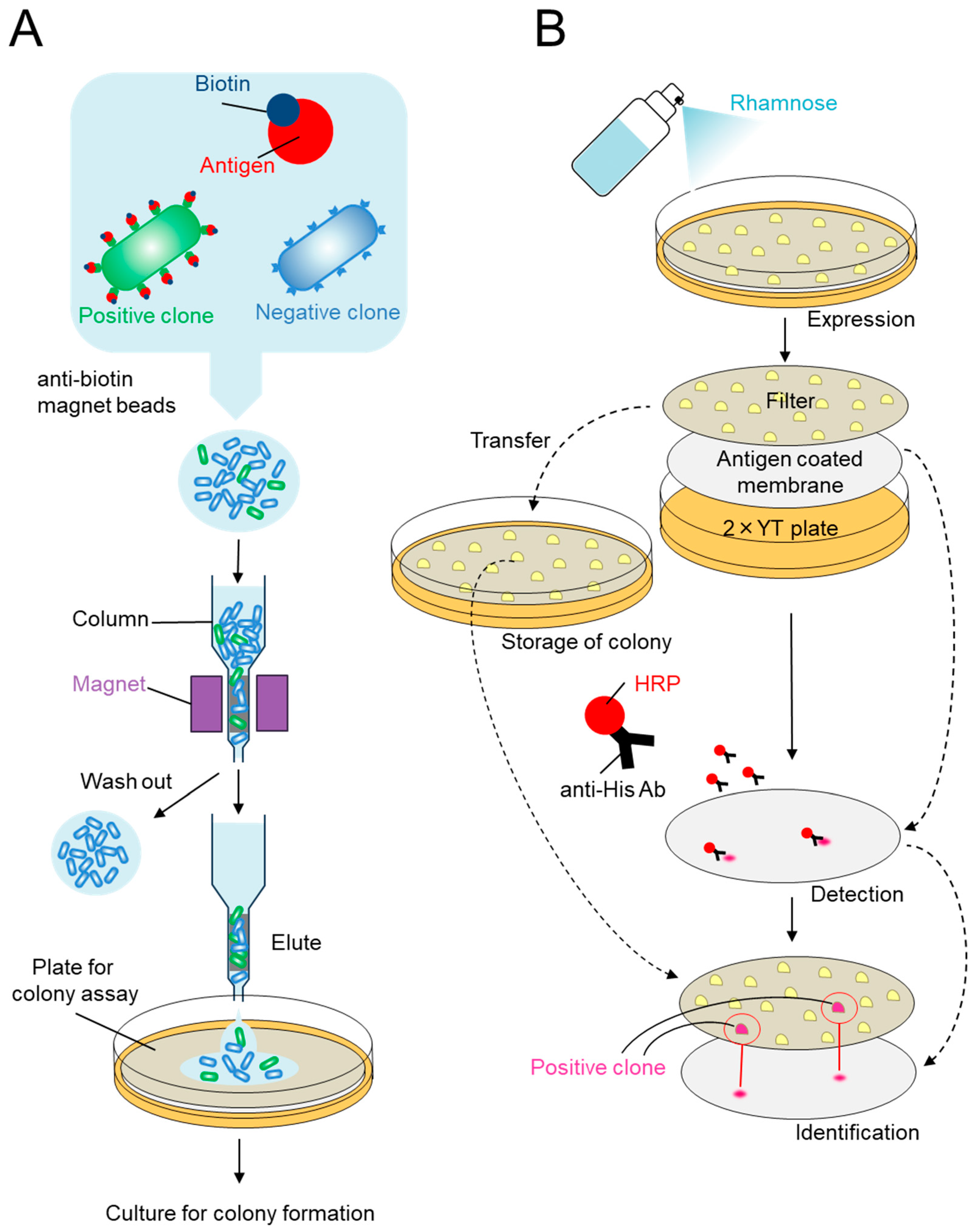 Applmicrobiol 04 00016 g003