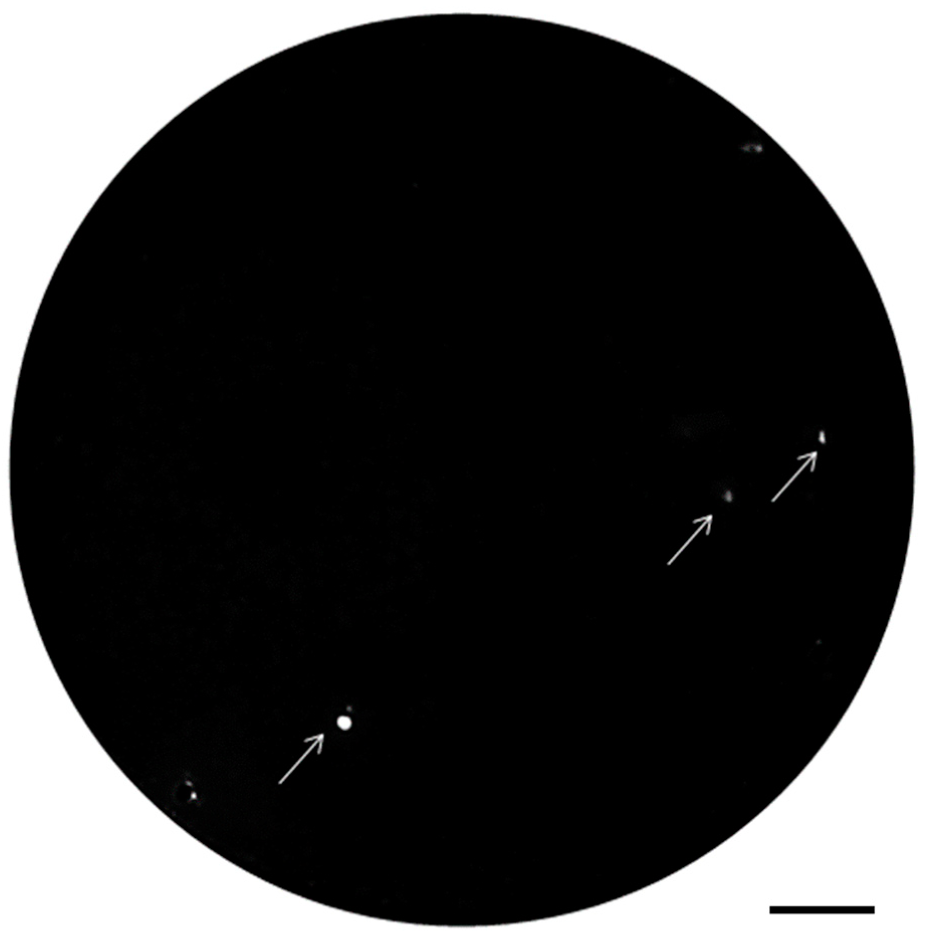 Applmicrobiol 04 00016 g004