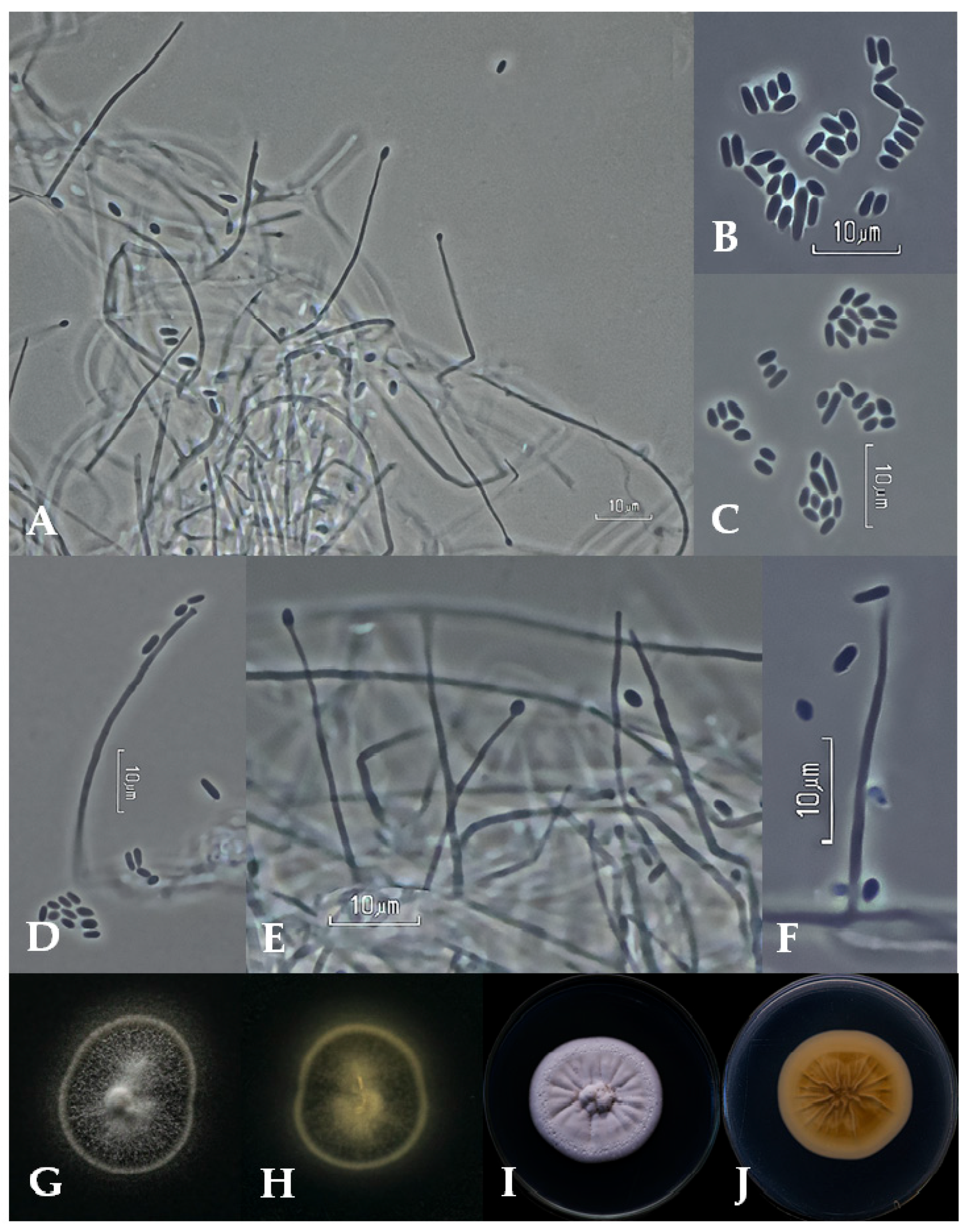 Applmicrobiol 04 00018 g003