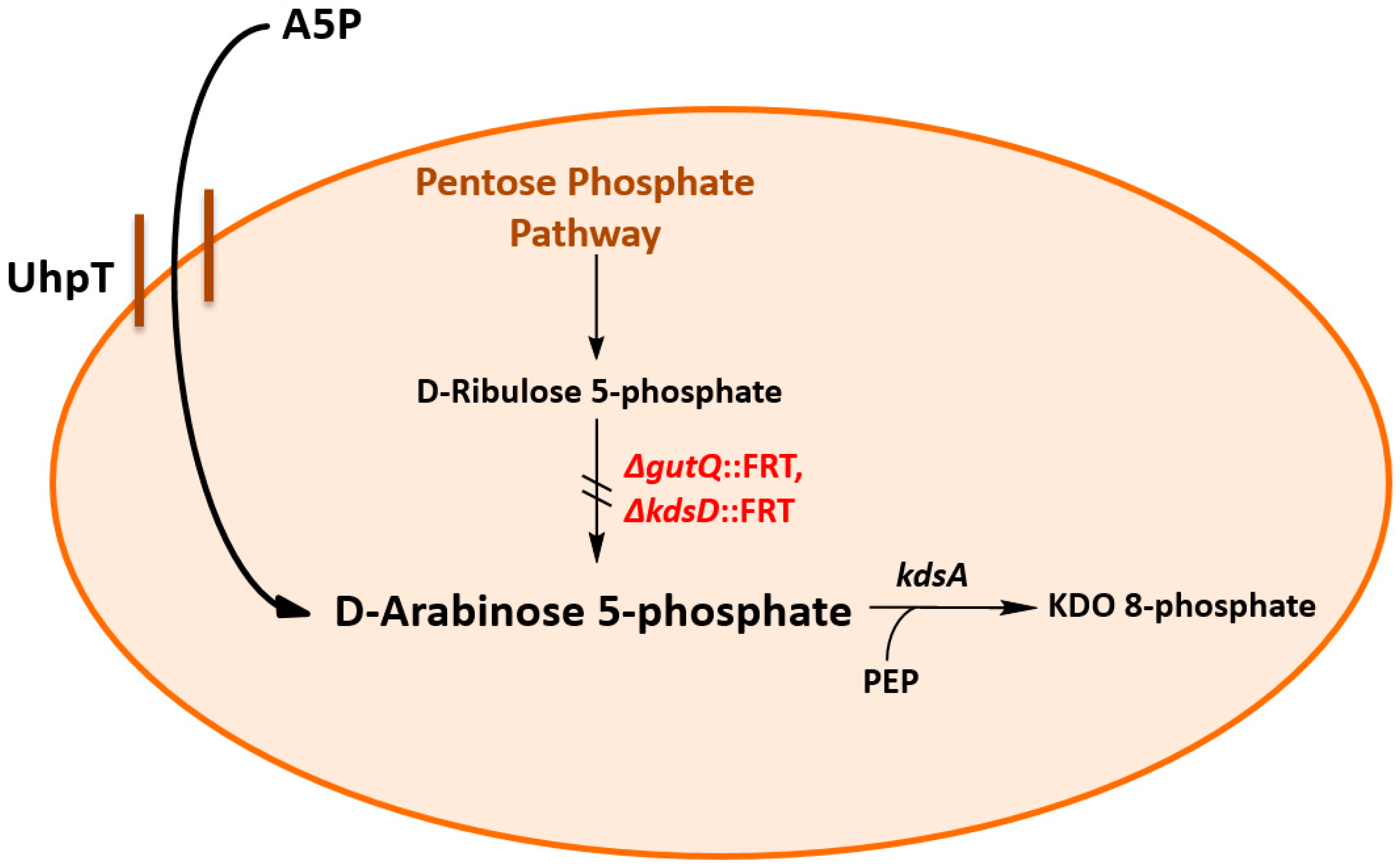 Applmicrobiol 04 00032 g001