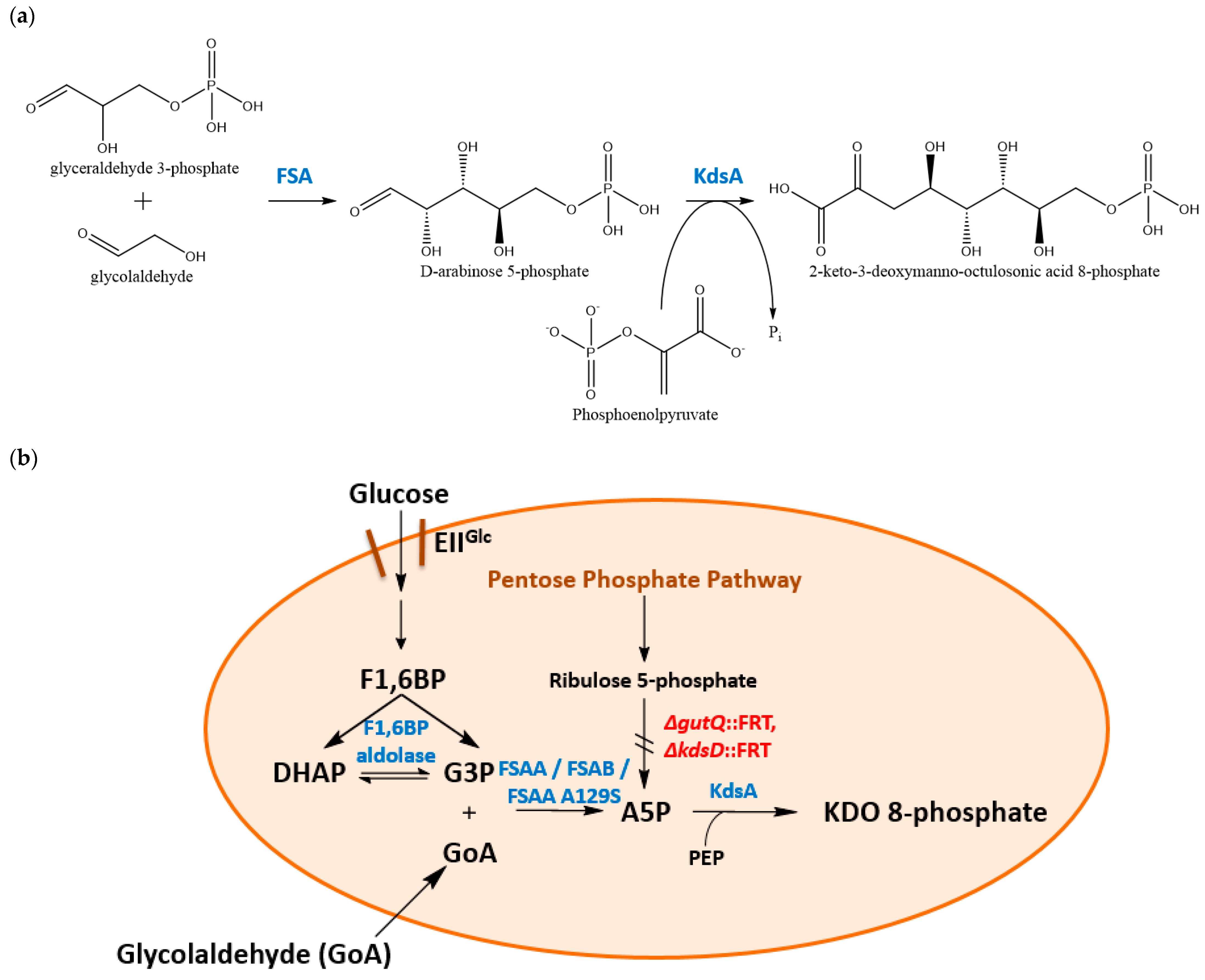 Applmicrobiol 04 00032 g004