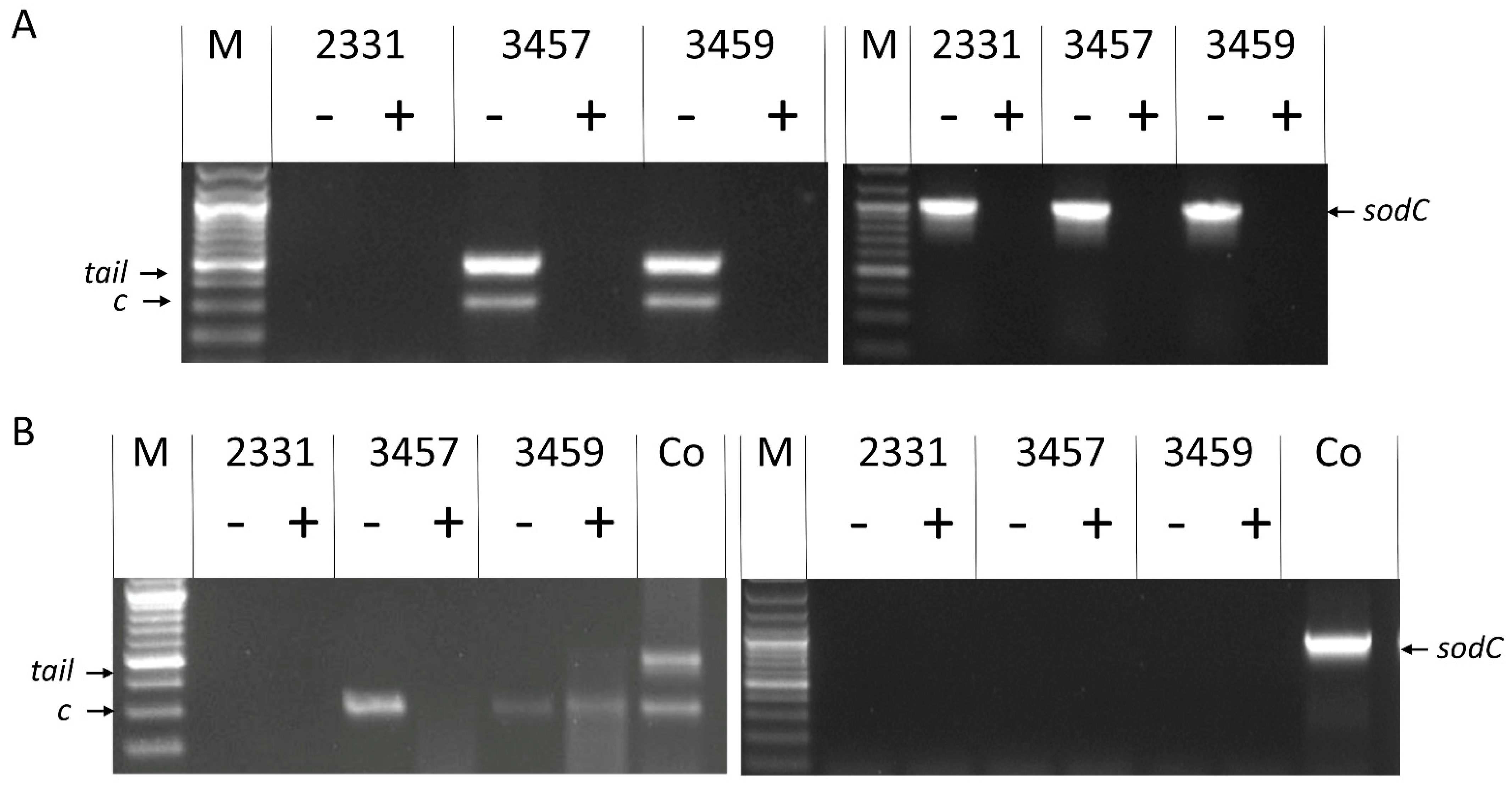 Applmicrobiol 04 00037 g004 Applmicrobiol 04 00037 g004