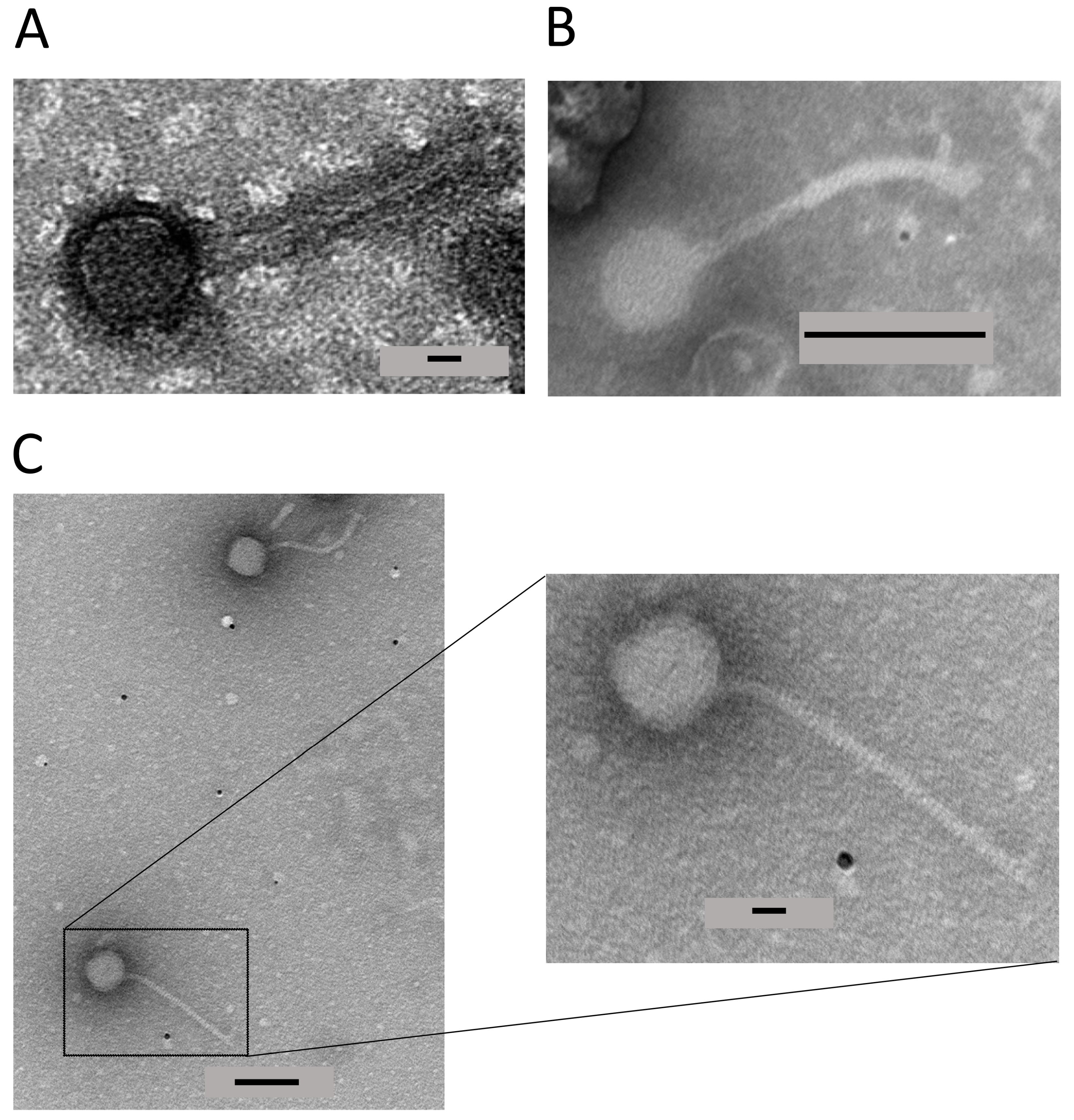Applmicrobiol 04 00037 g008 Applmicrobiol 04 00037 g008