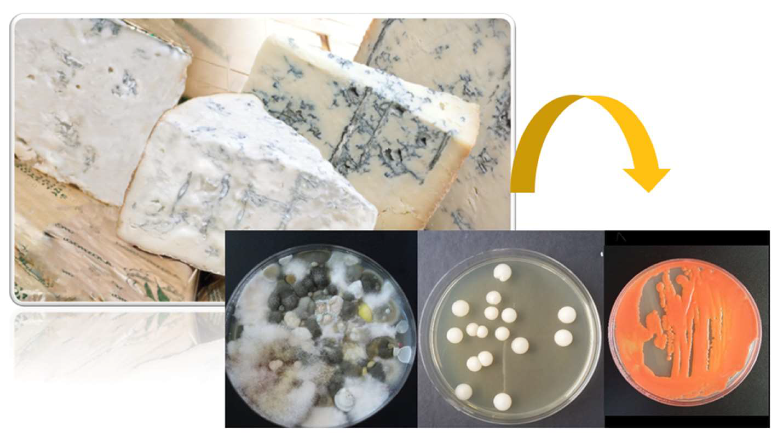 Applmicrobiol 04 00045 g001