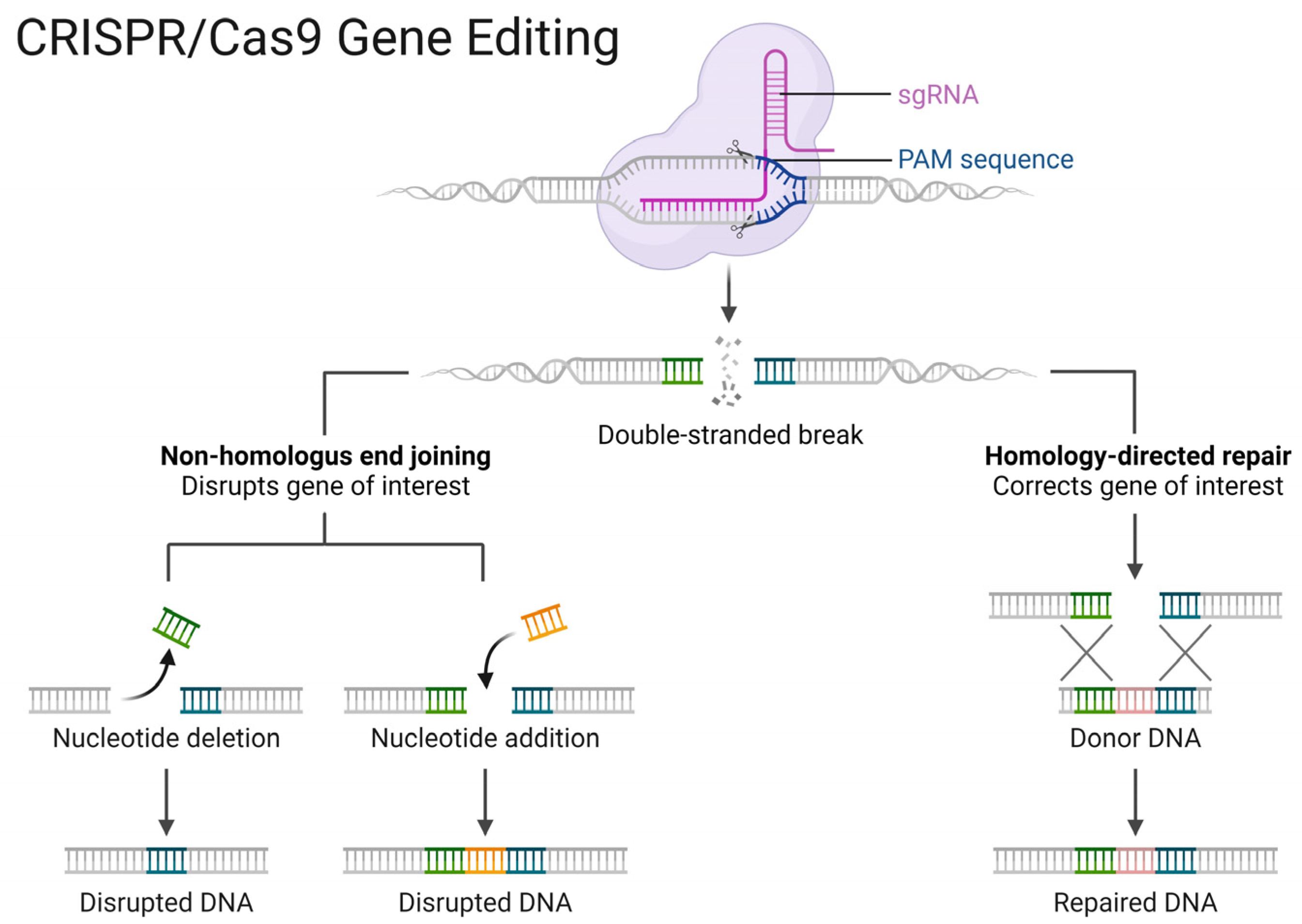 Applmicrobiol 04 00055 g005