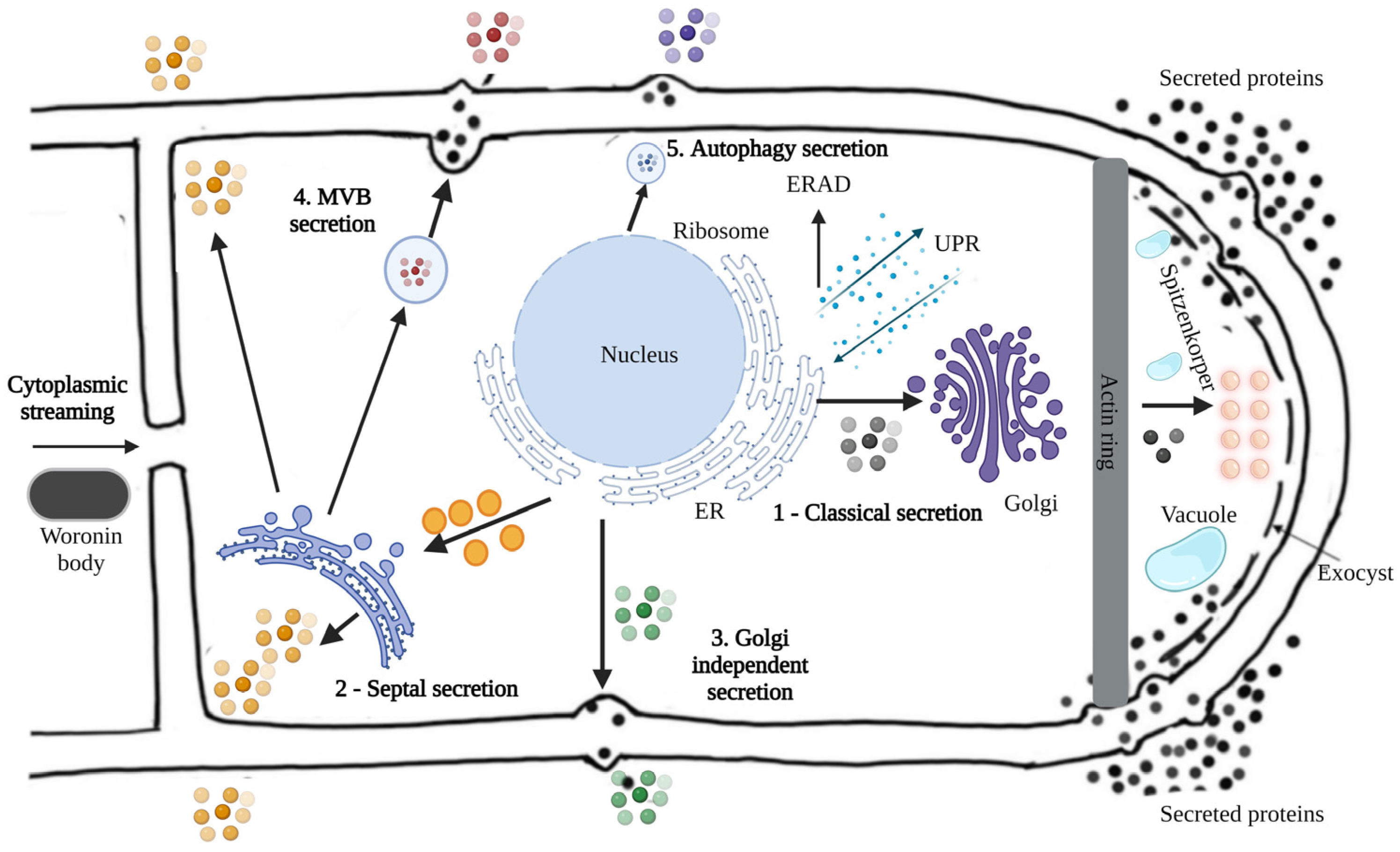 Applmicrobiol 04 00055 g006
