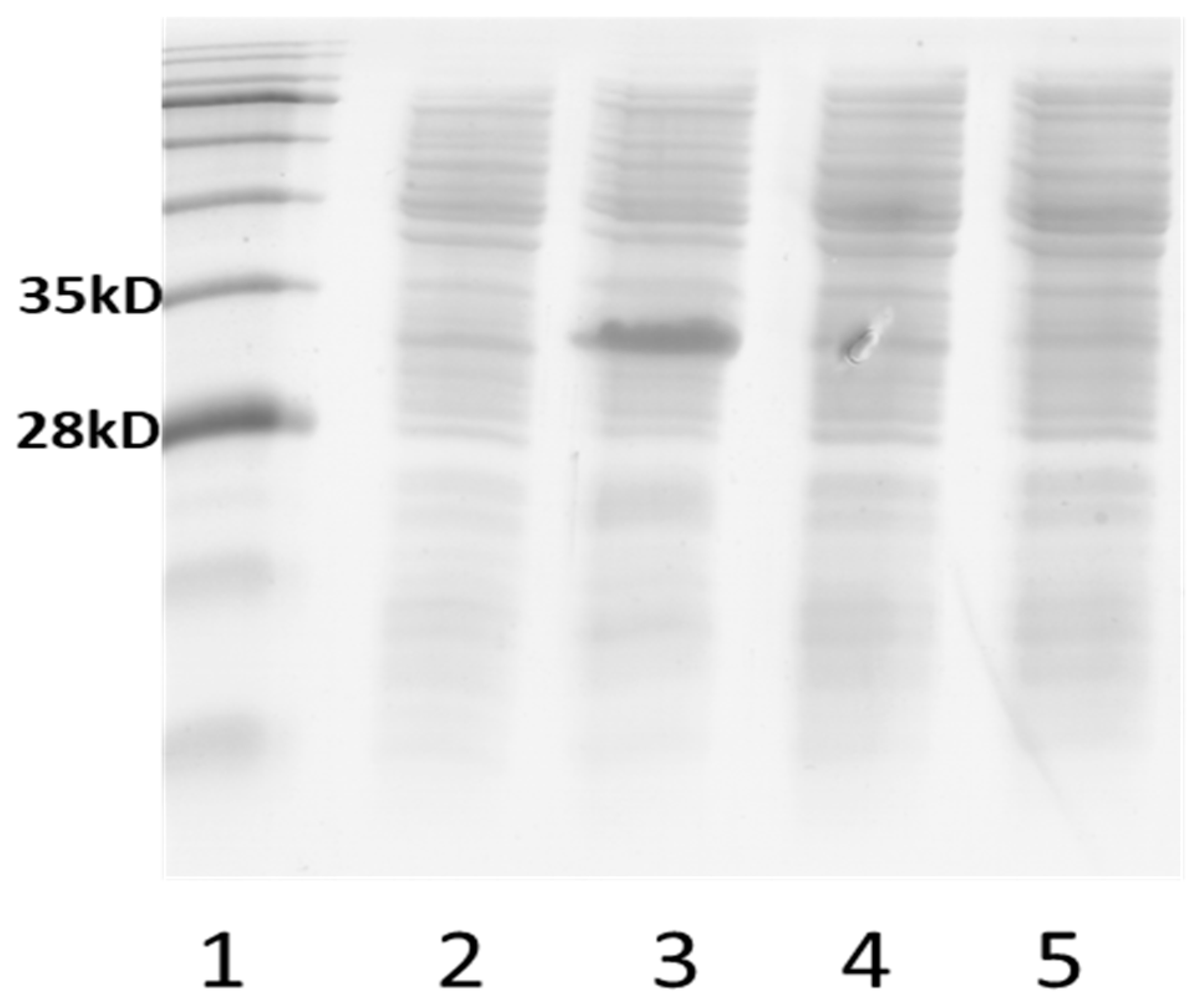 Applmicrobiol 04 00092 g003