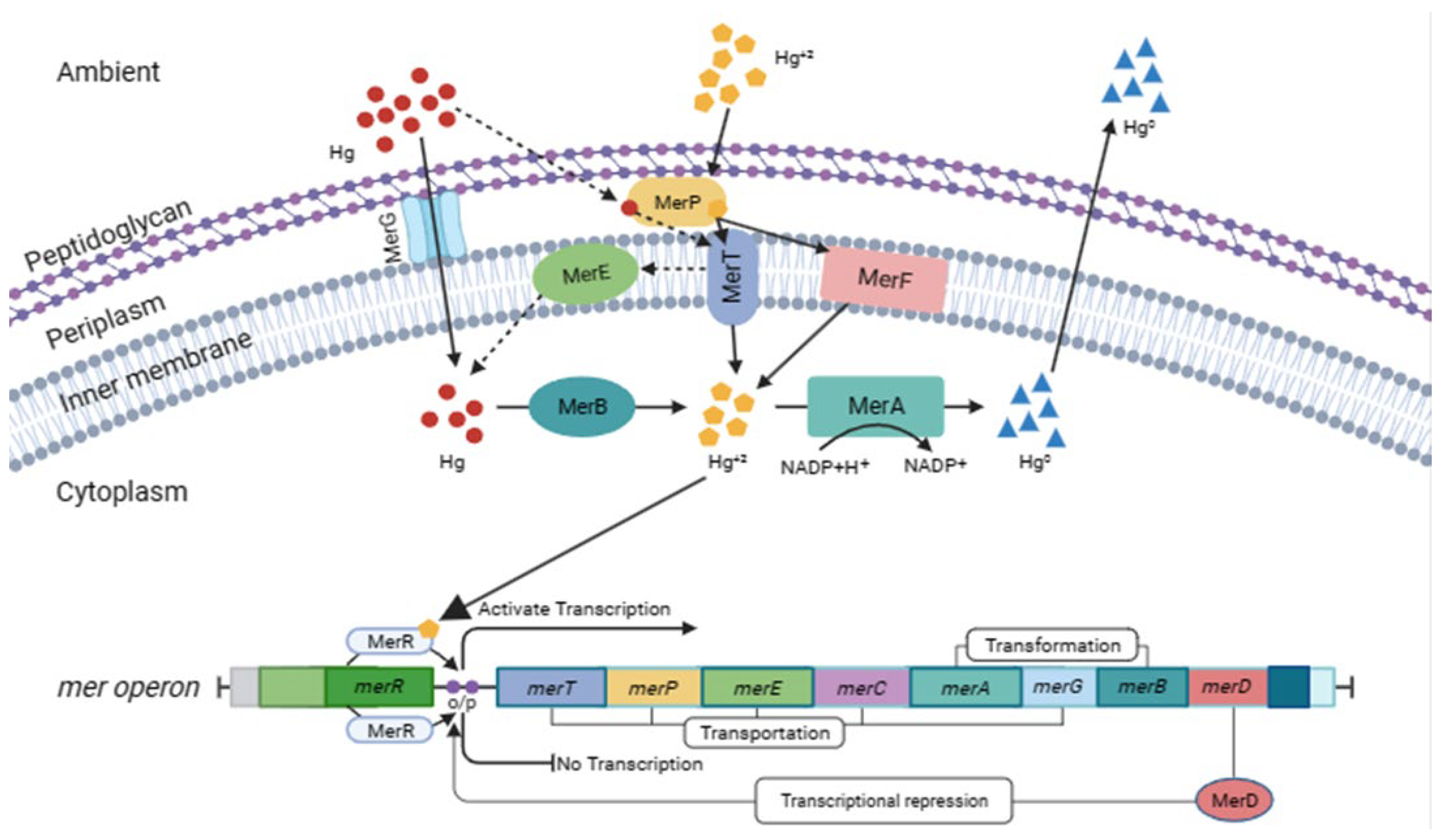 Applmicrobiol 04 00111 g002