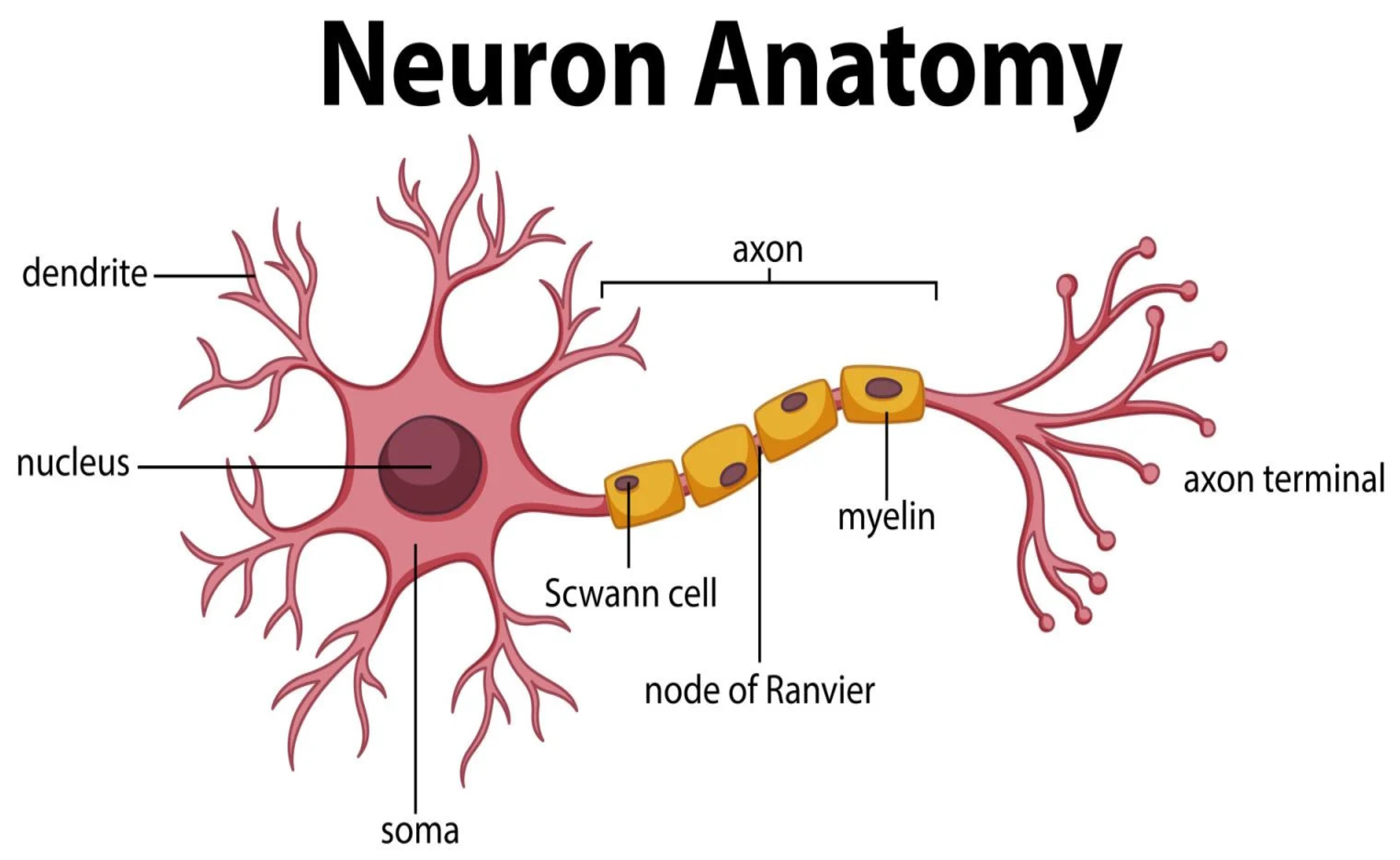 Applmicrobiol 04 00114 g001