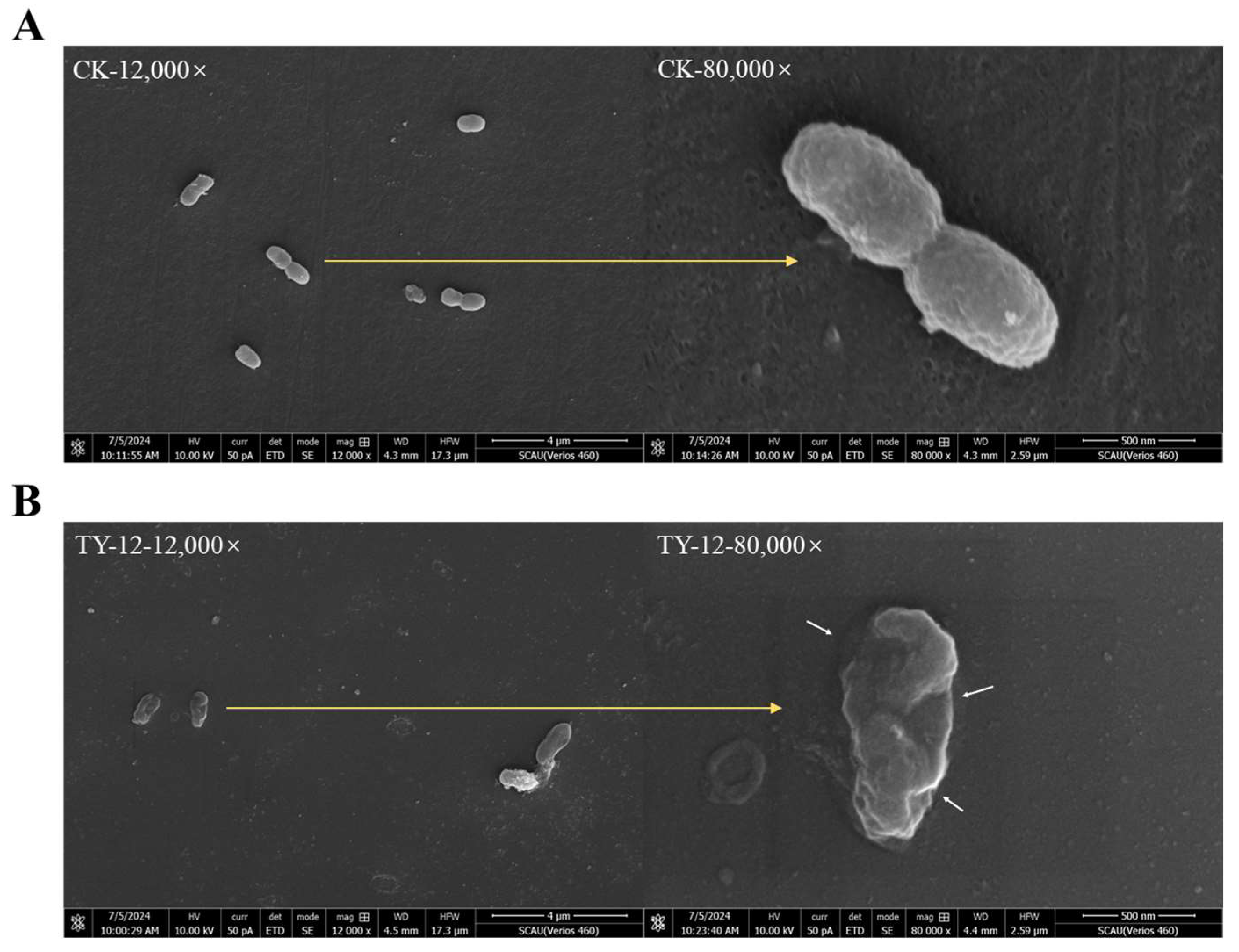 Applmicrobiol 05 00002 g005
