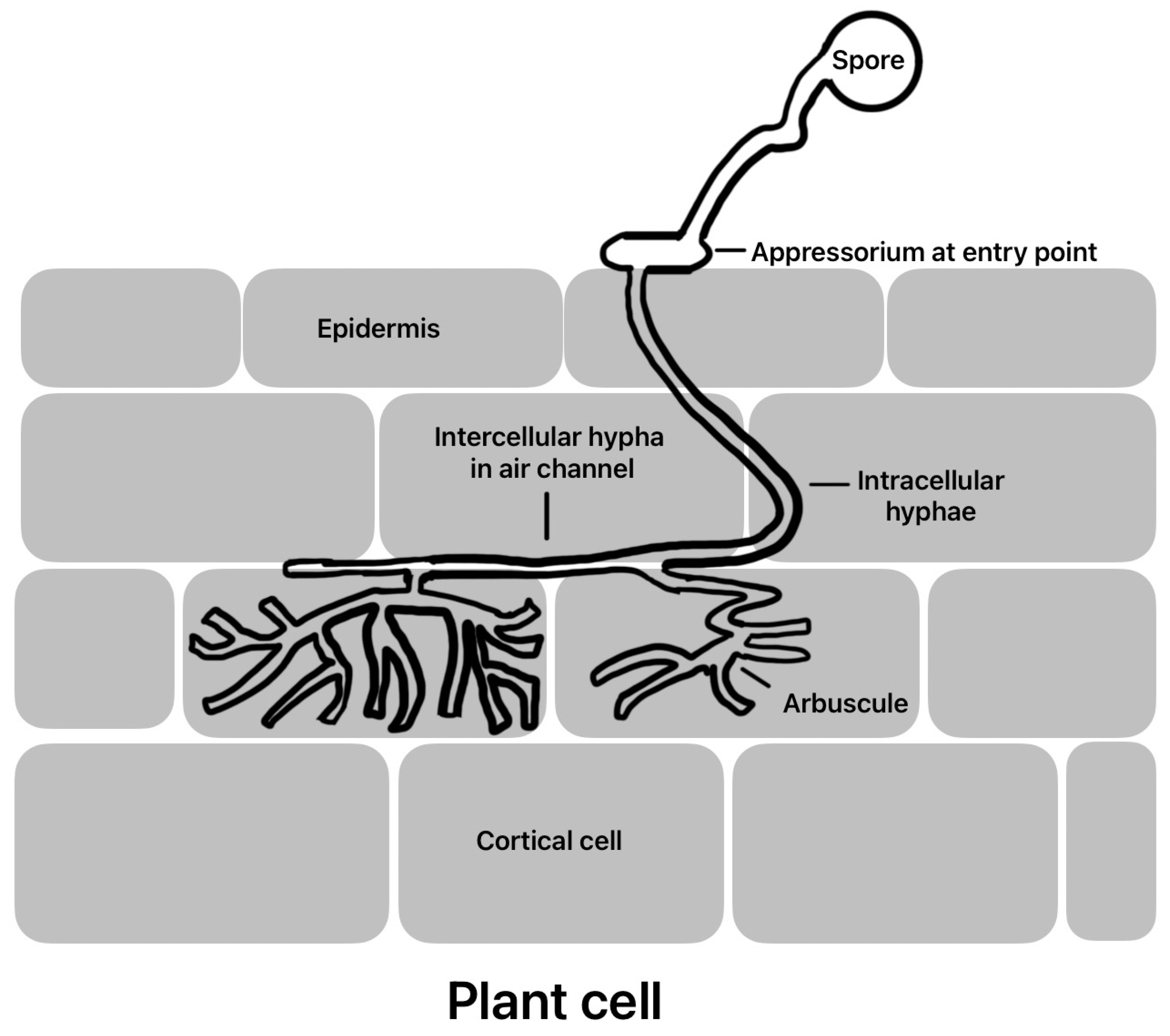 Applmicrobiol 05 00006 g001