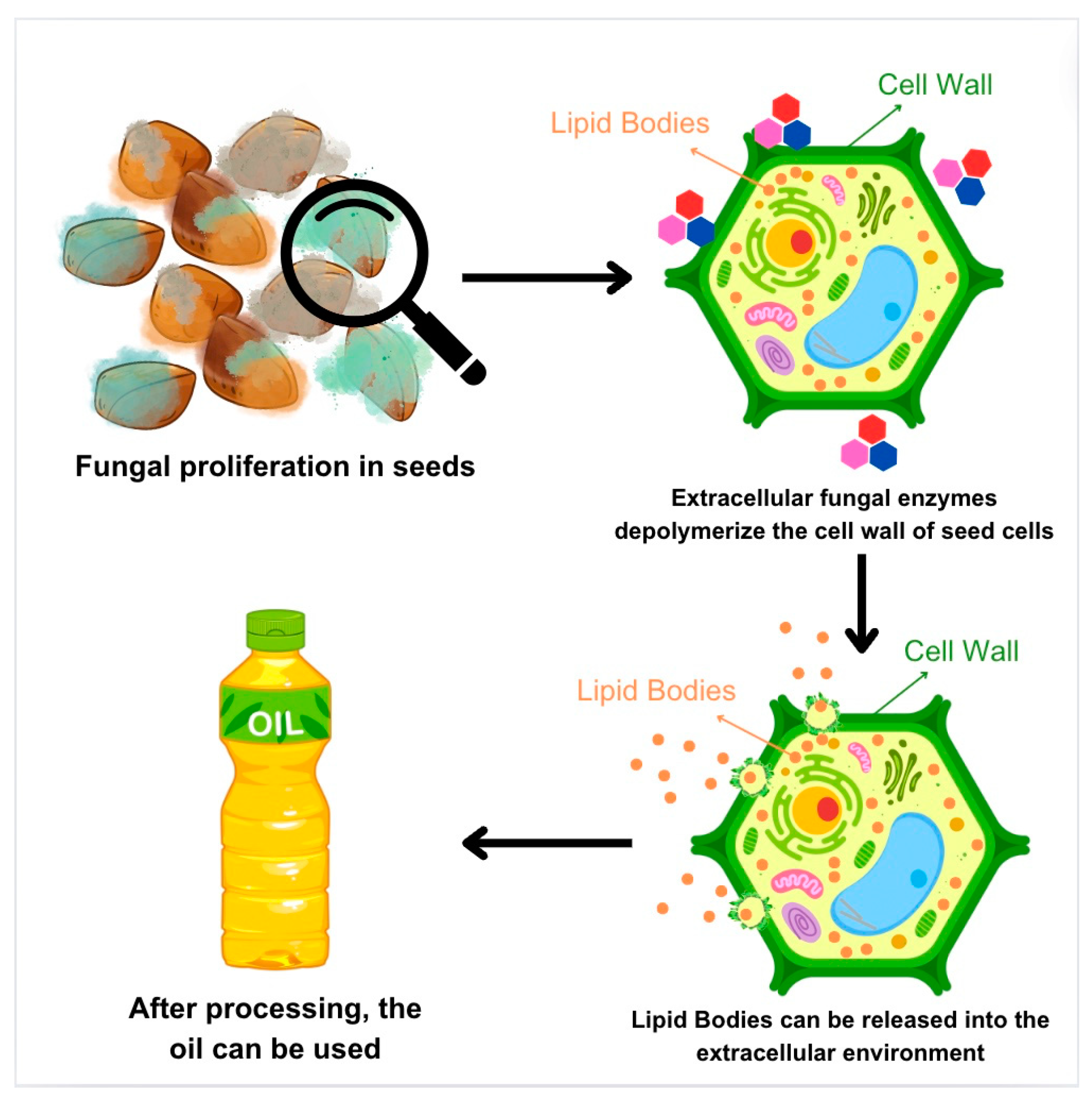 Applmicrobiol 05 00008 g001 Applmicrobiol 05 00008 g001
