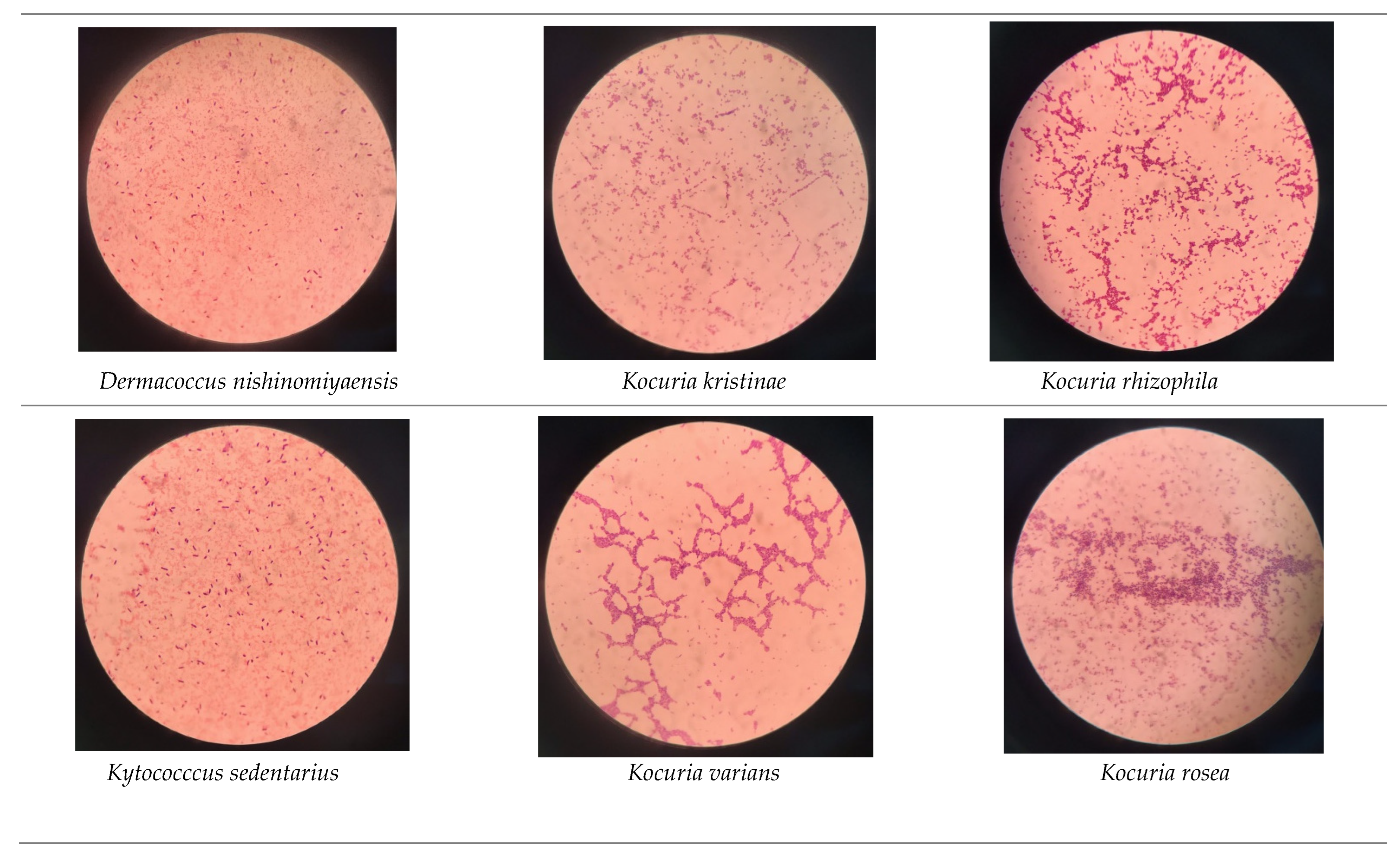 Applmicrobiol 05 00027 g0a1a Applmicrobiol 05 00027 g0a1a