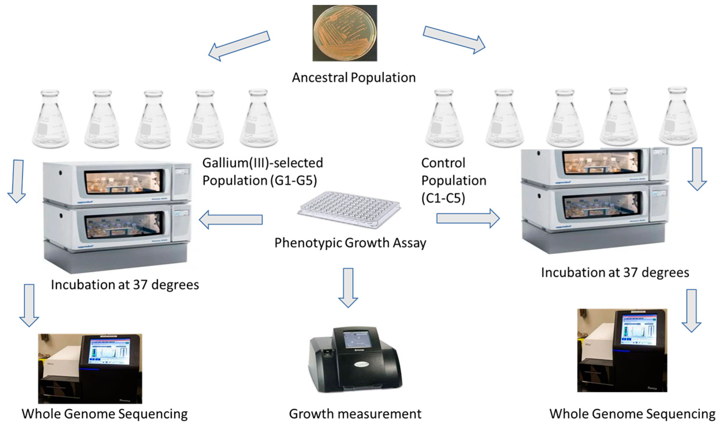Applmicrobiol 05 00032 g001 Applmicrobiol 05 00032 g001