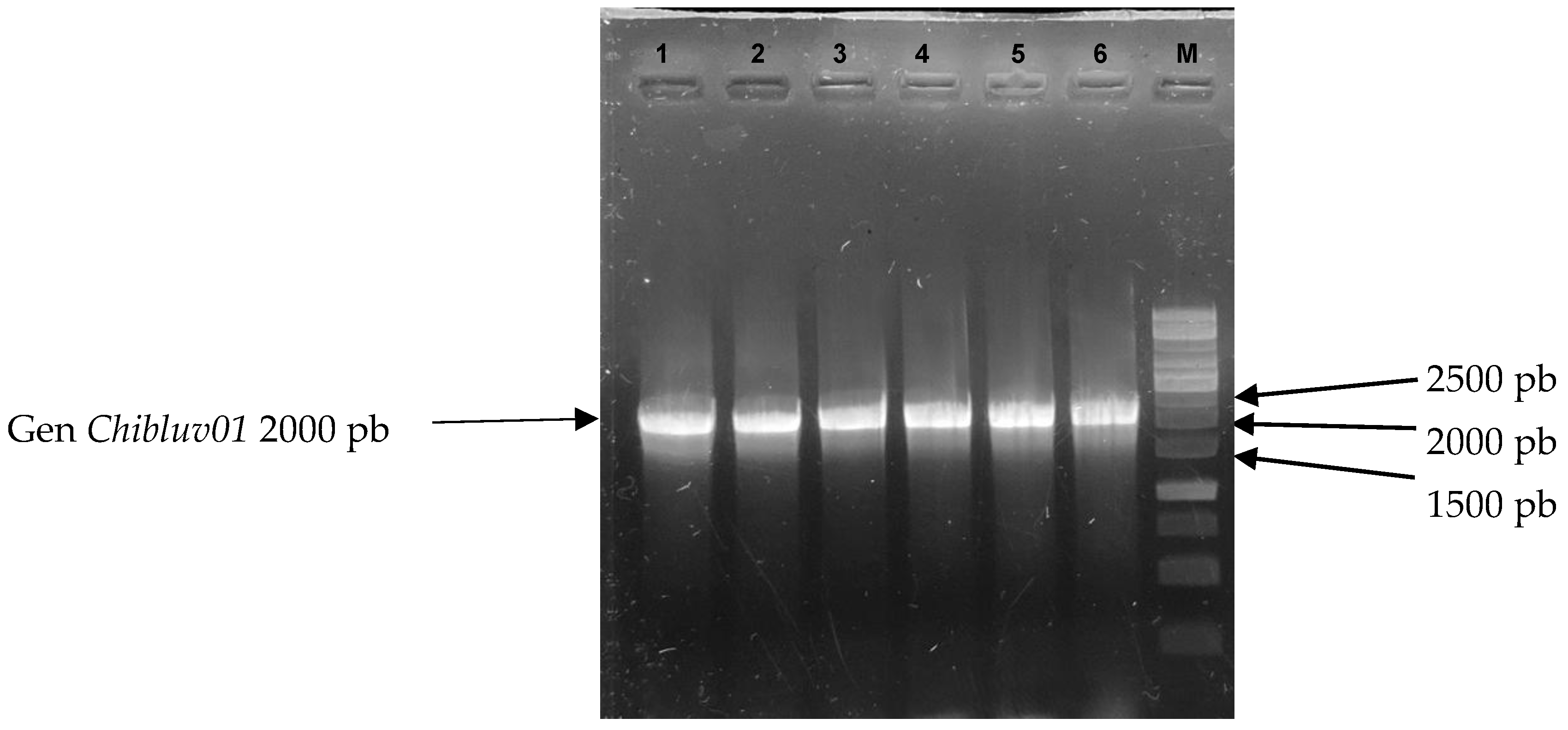 Applmicrobiol 05 00048 g002